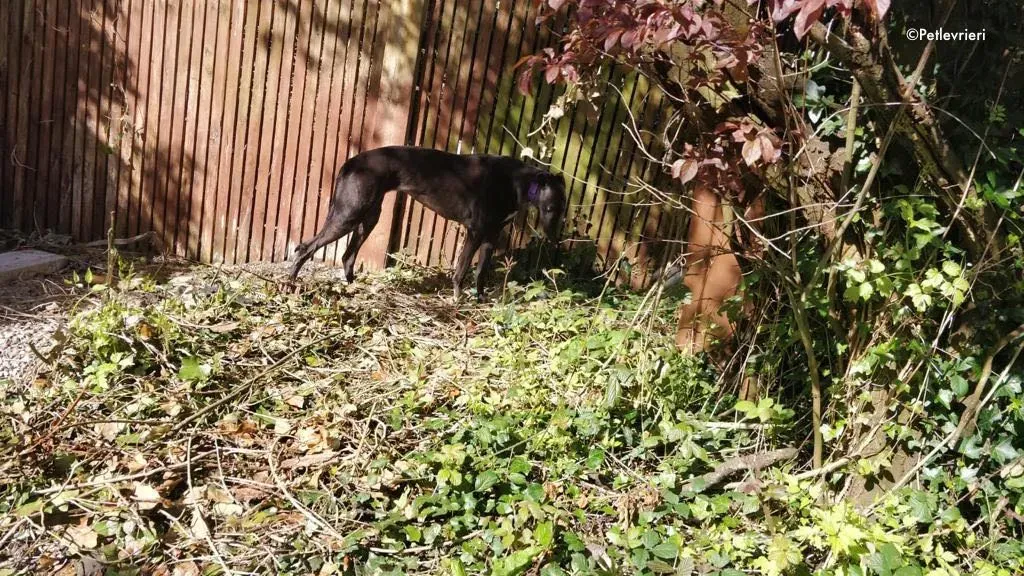 pepper adozione levrieri greyhound 3 1