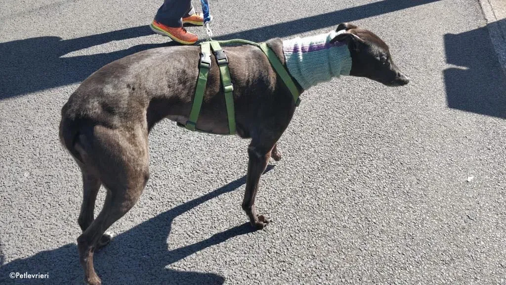 pepper adozione levrieri greyhound 4 1