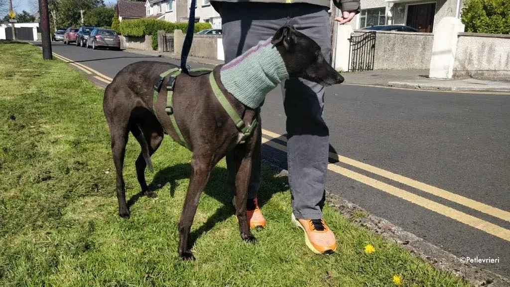 pepper adozione levrieri greyhound 5 1