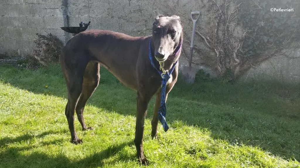 pepper adozione levrieri greyhound 6 1