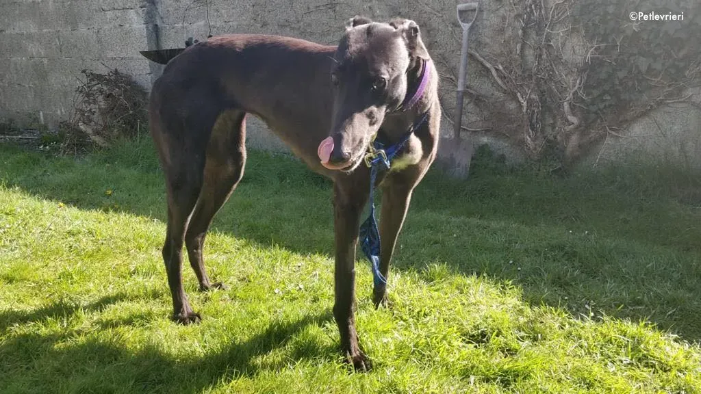 pepper adozione levrieri greyhound 7 1