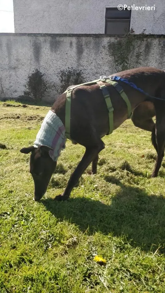 pepper adozione levrieri greyhound 8 1