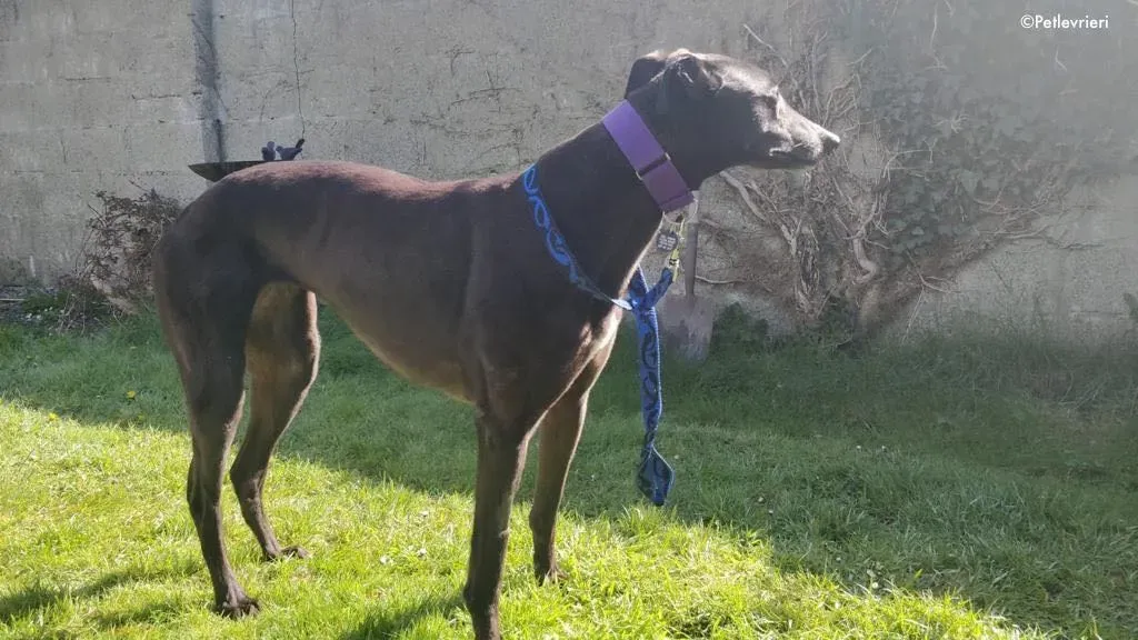 pepper adozione levrieri greyhound 9