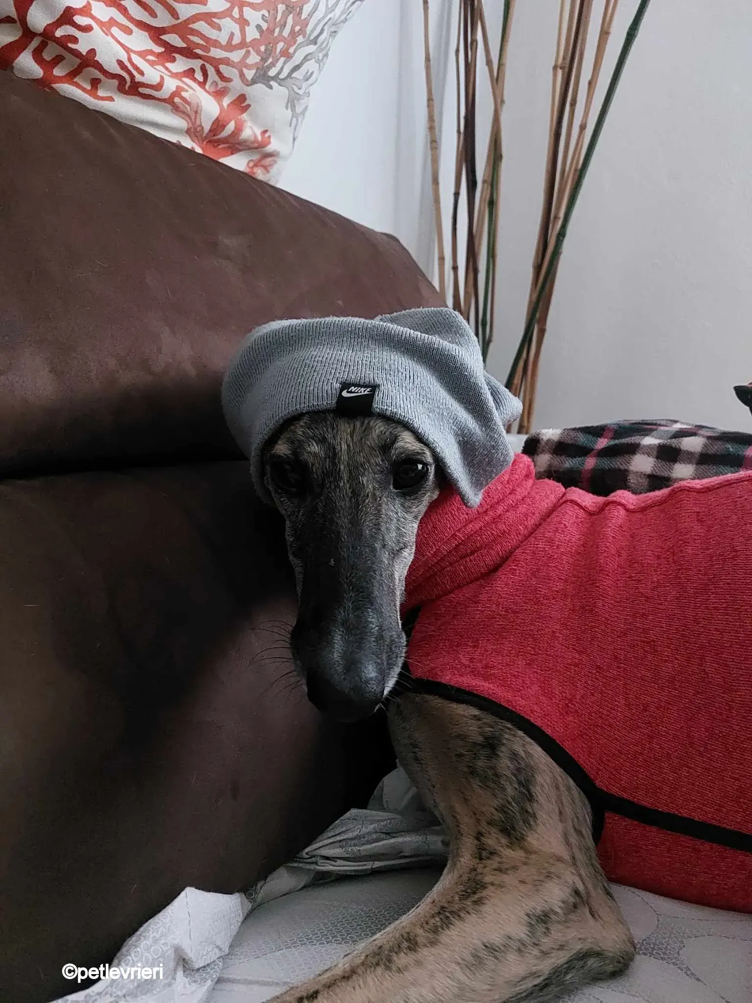 pequena galgo pet levrieri felici casa.jpg