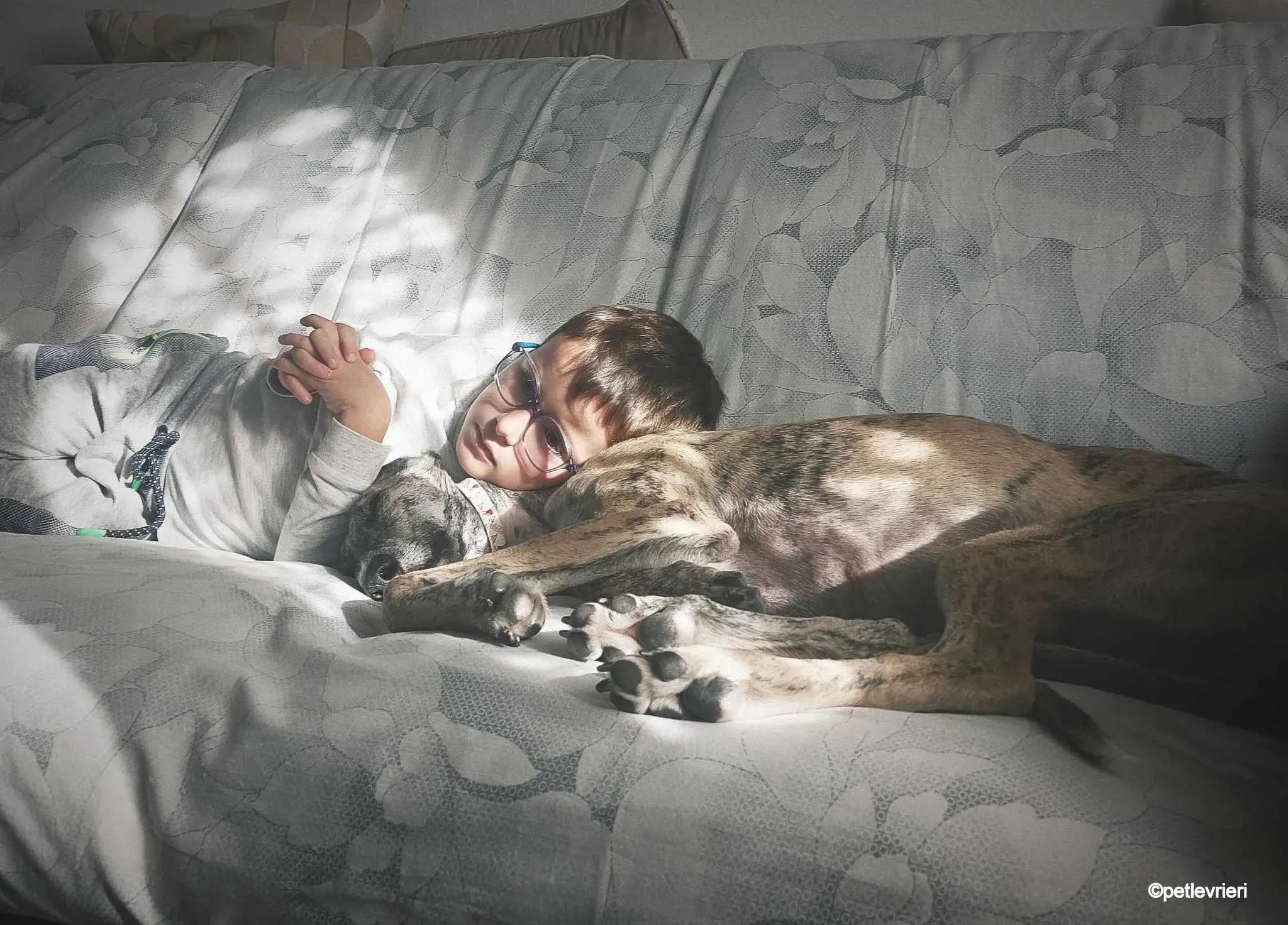 pequena galgo pet levrieri felici casa1.jpg