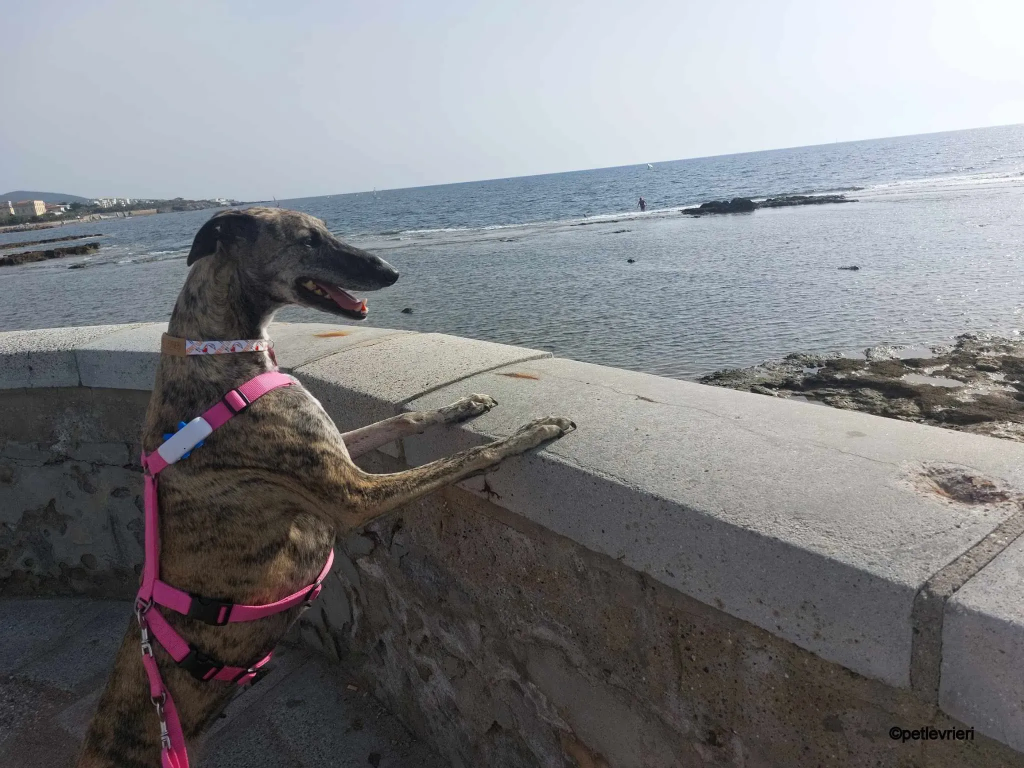 pequena galgo pet levrieri felici casa10.jpg