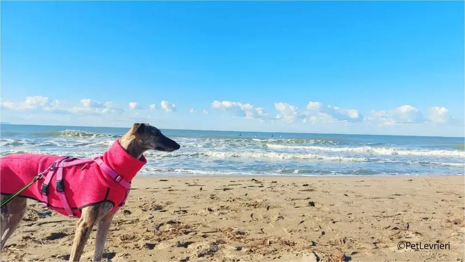 pequena galgo pet levrieri felici casa13