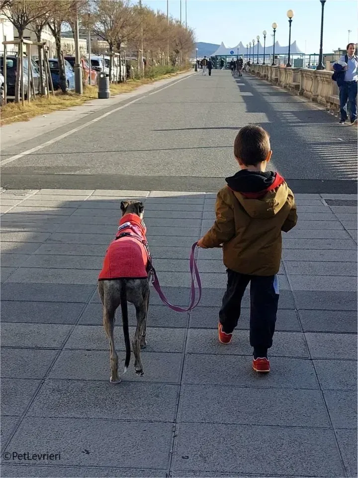 pequena galgo pet levrieri felici casa14