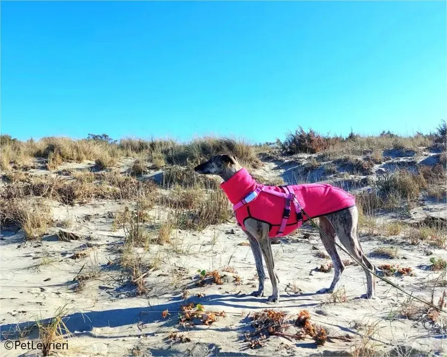 pequena galgo pet levrieri felici casa15