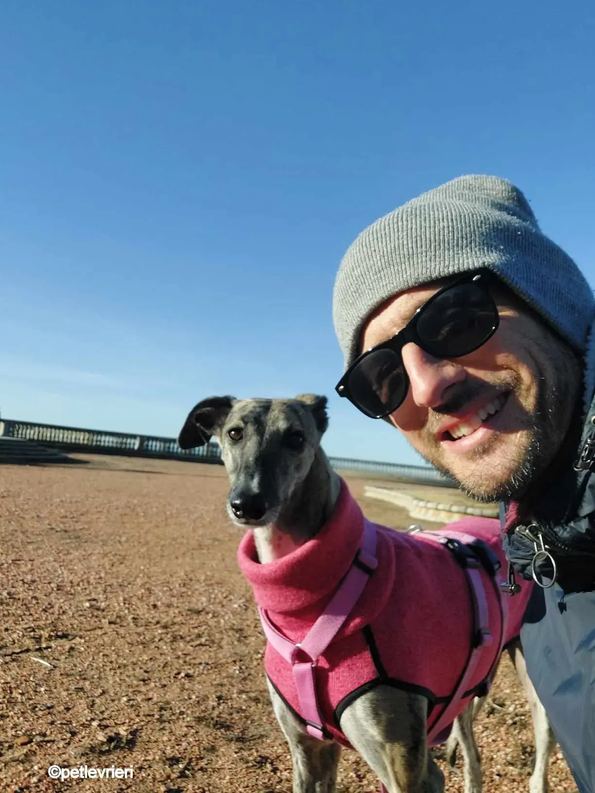 pequena galgo pet levrieri felici casa2.jpg