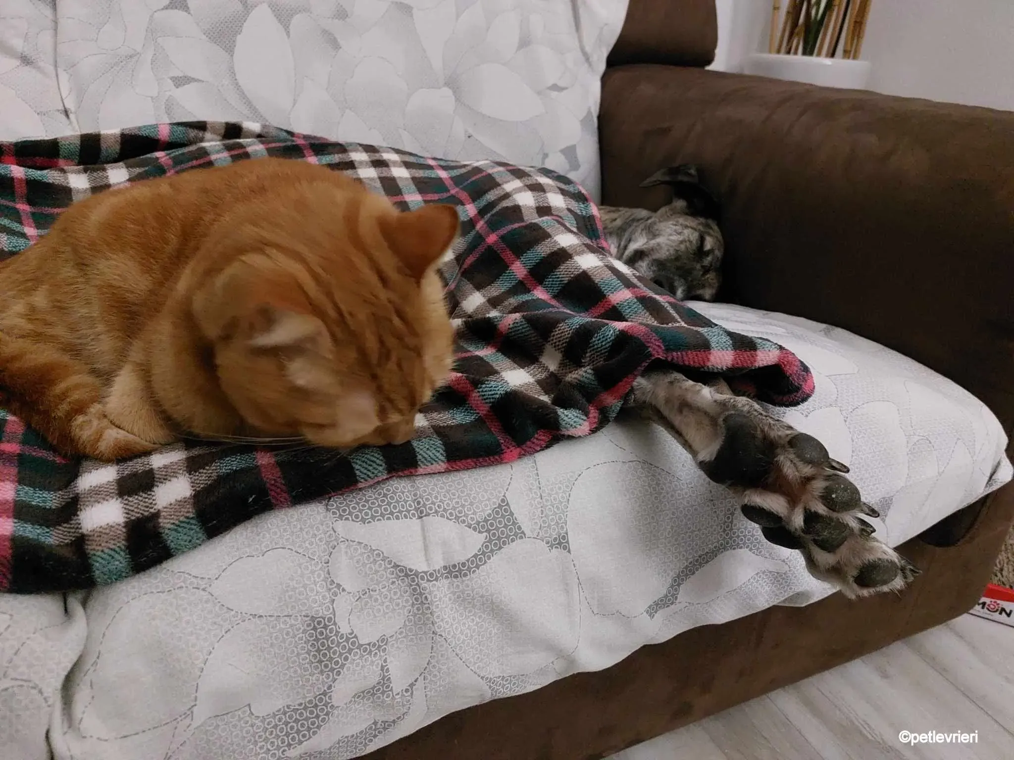 pequena galgo pet levrieri felici casa3.jpg