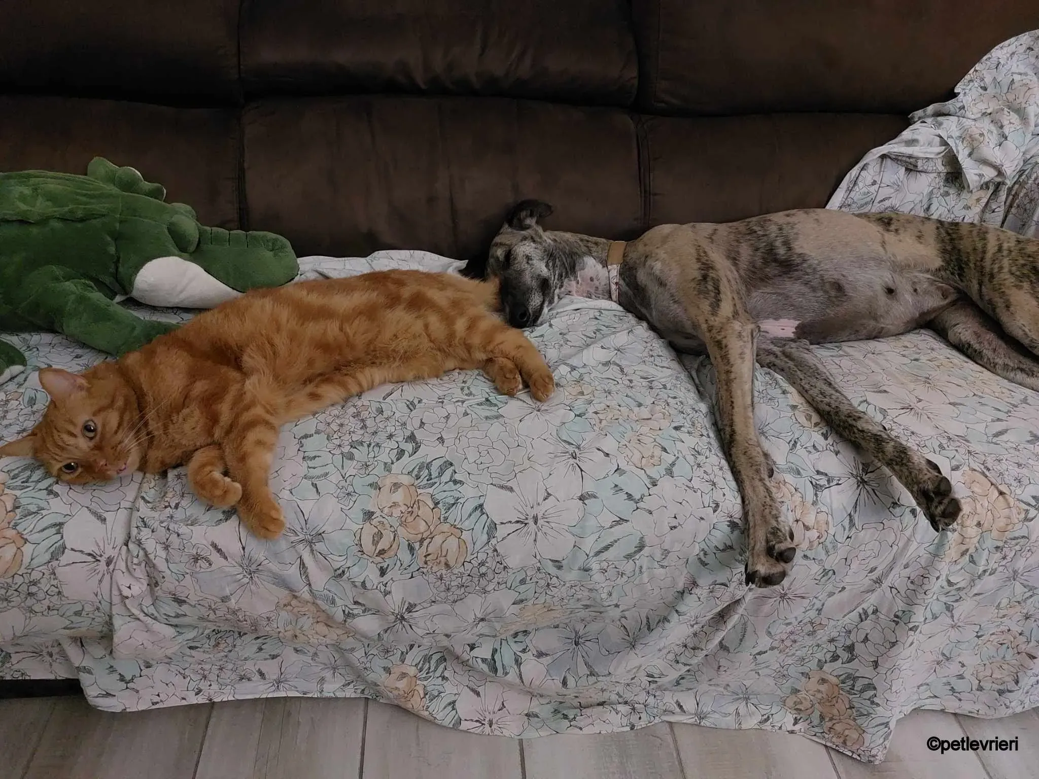 pequena galgo pet levrieri felici casa6.jpg