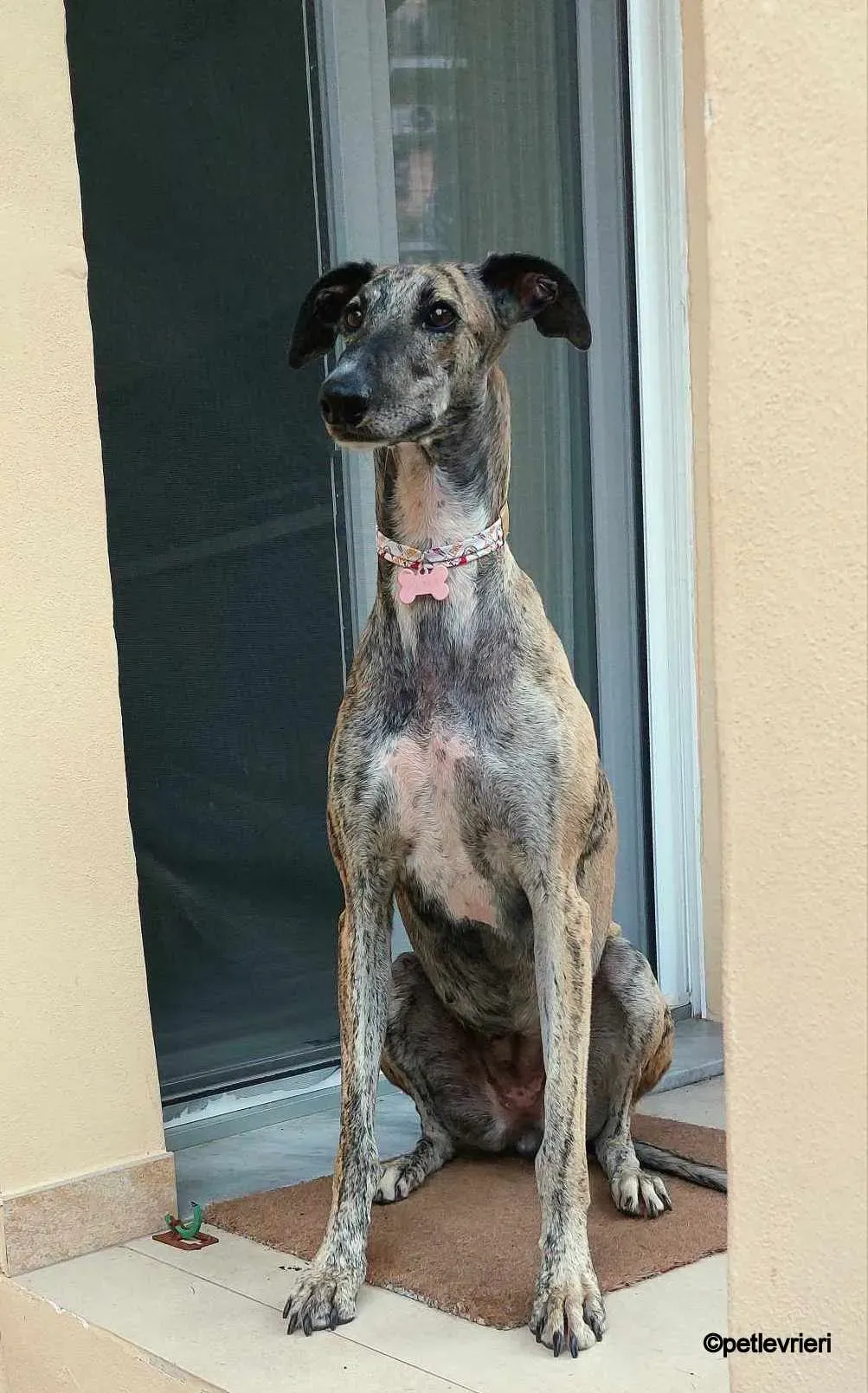 pequena galgo pet levrieri felici casa7.jpg