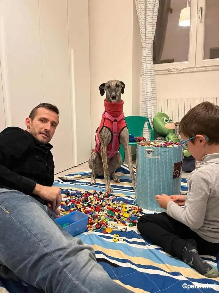 pequena galgo pet levrieri felici casa8.jpg