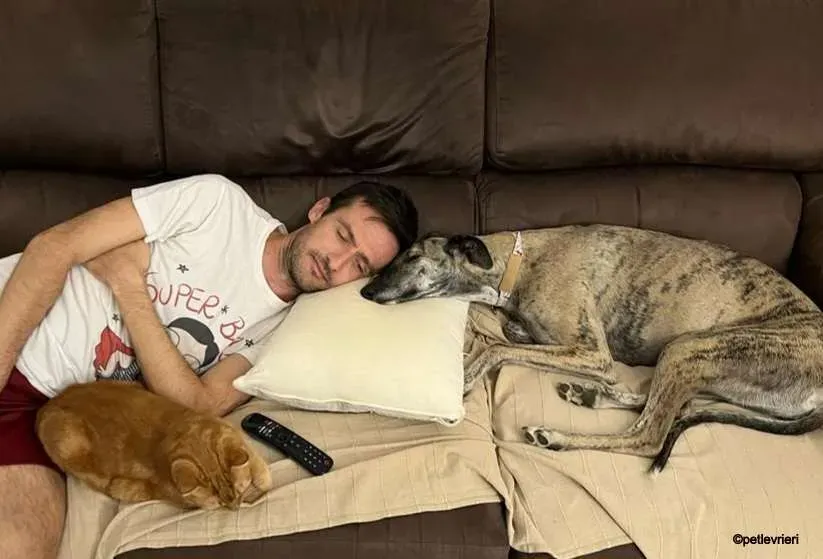 pequena galgo pet levrieri felici casa9.jpg