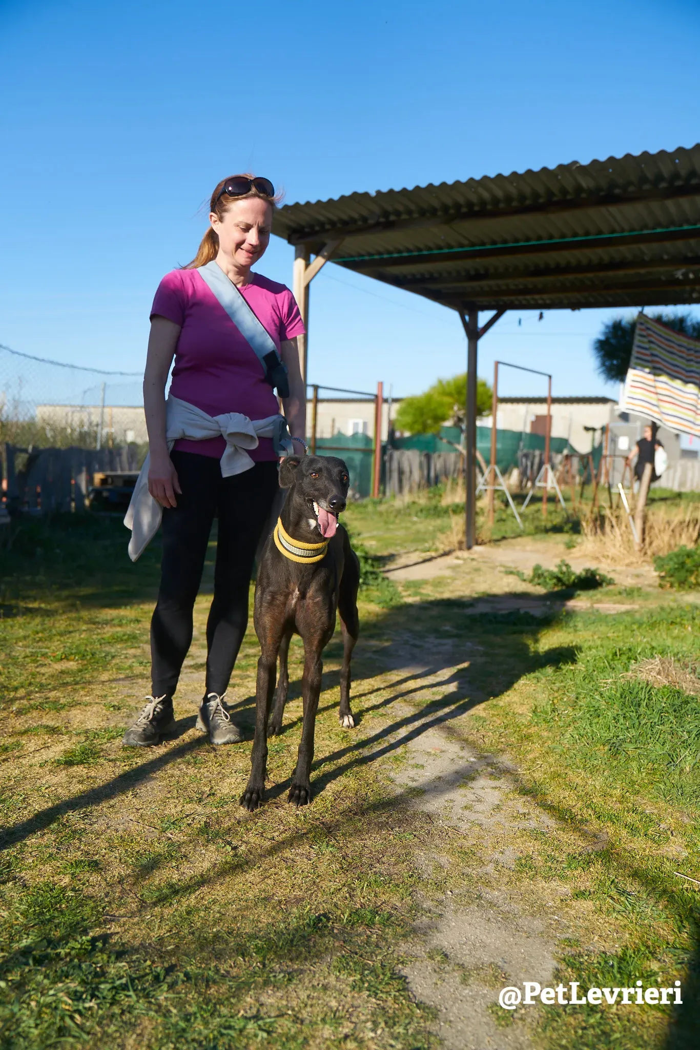 perla adozione galgo 1