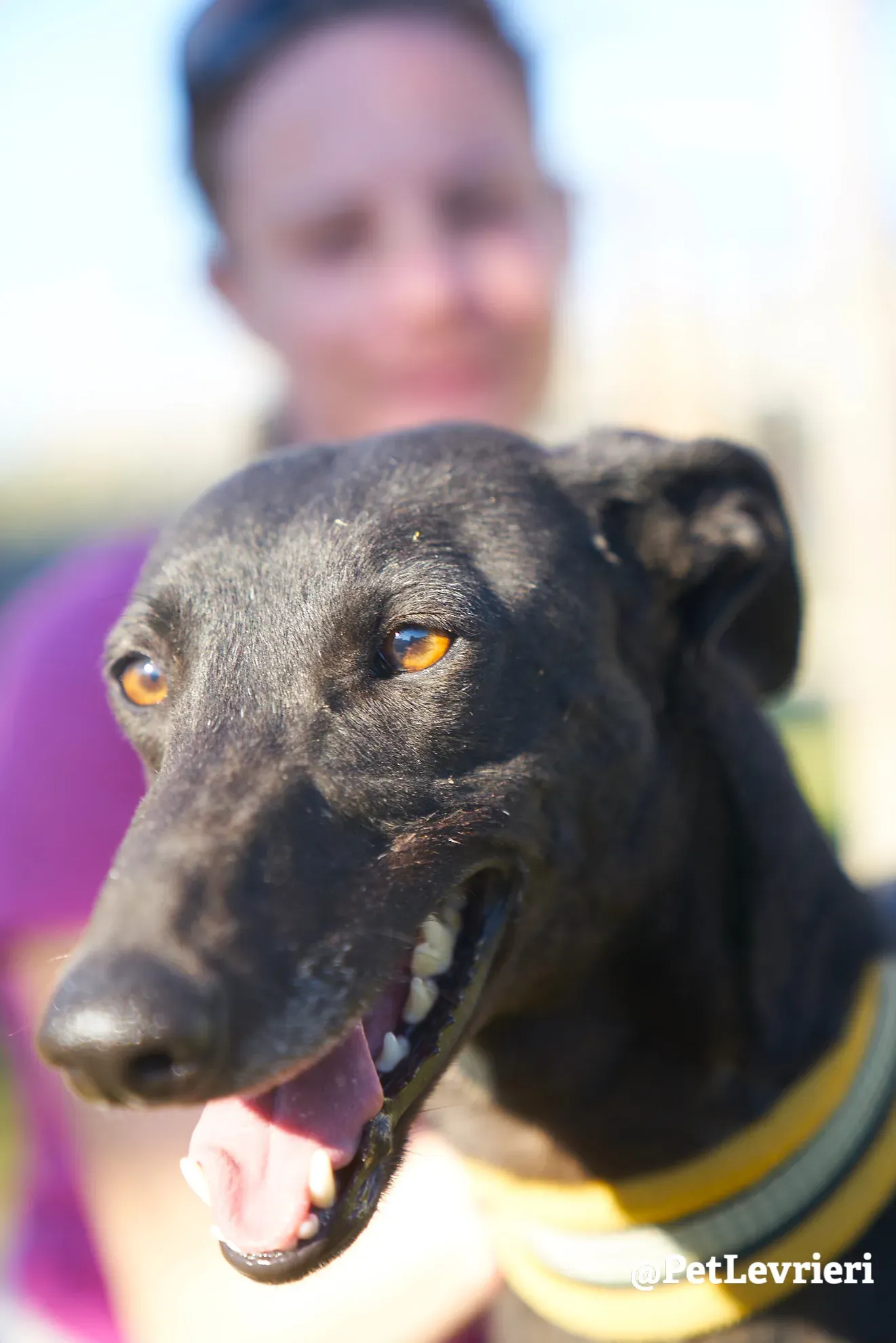 perla adozione galgo 13