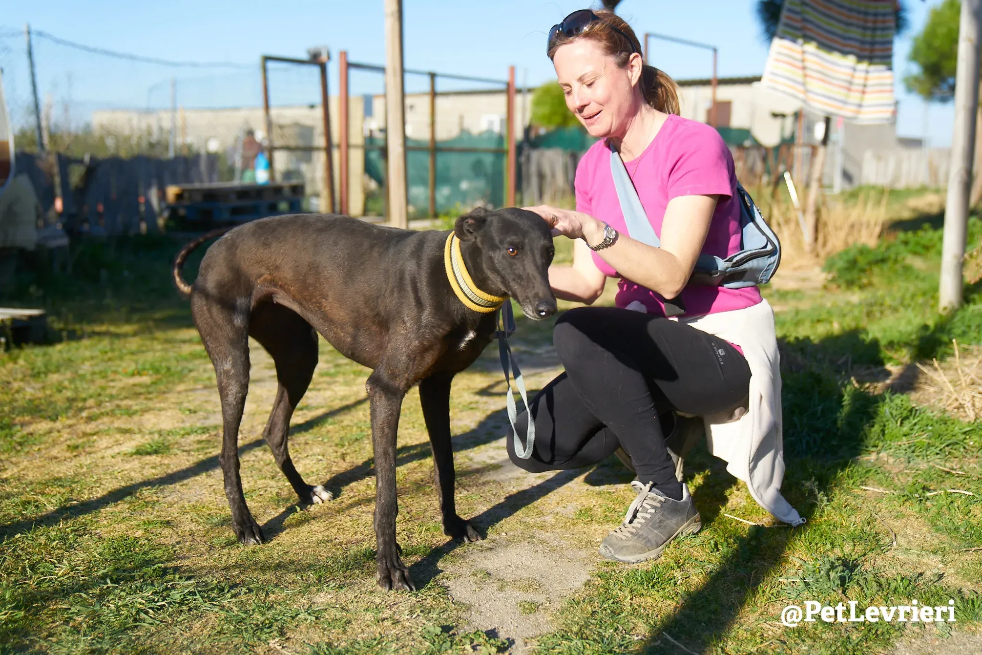 perla adozione galgo 16