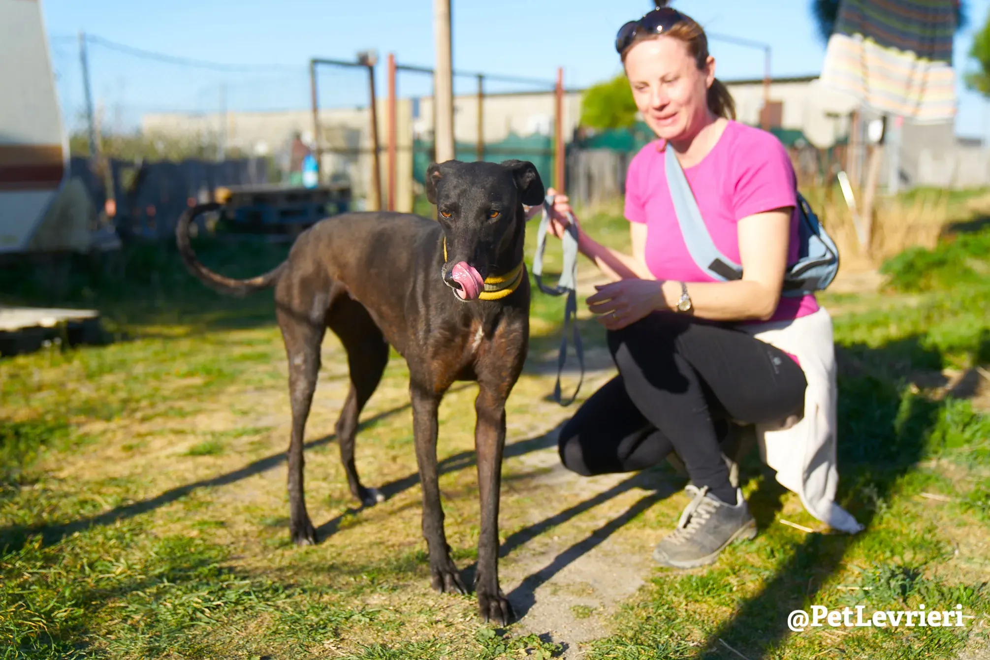 perla adozione galgo 17