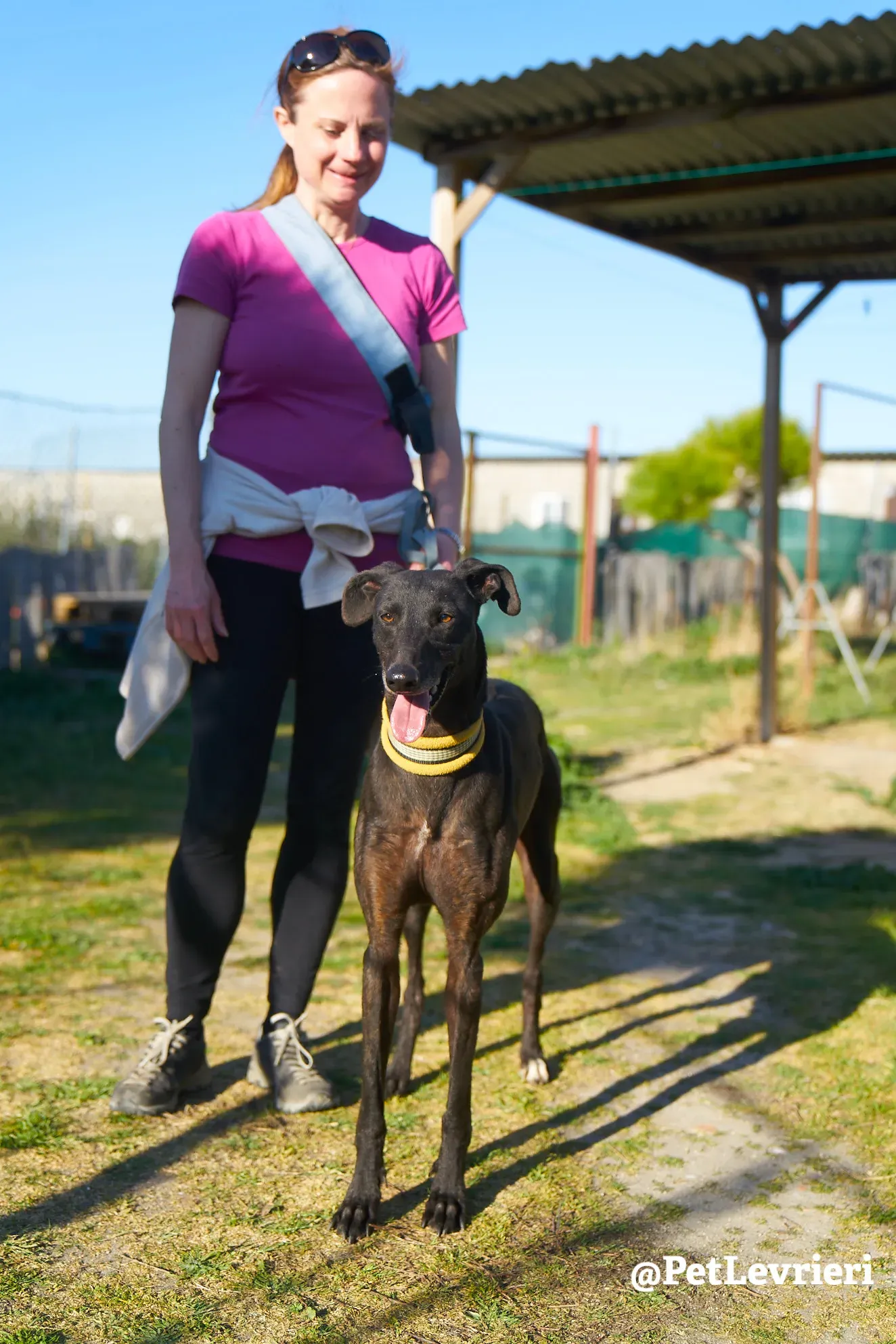 perla adozione galgo 2