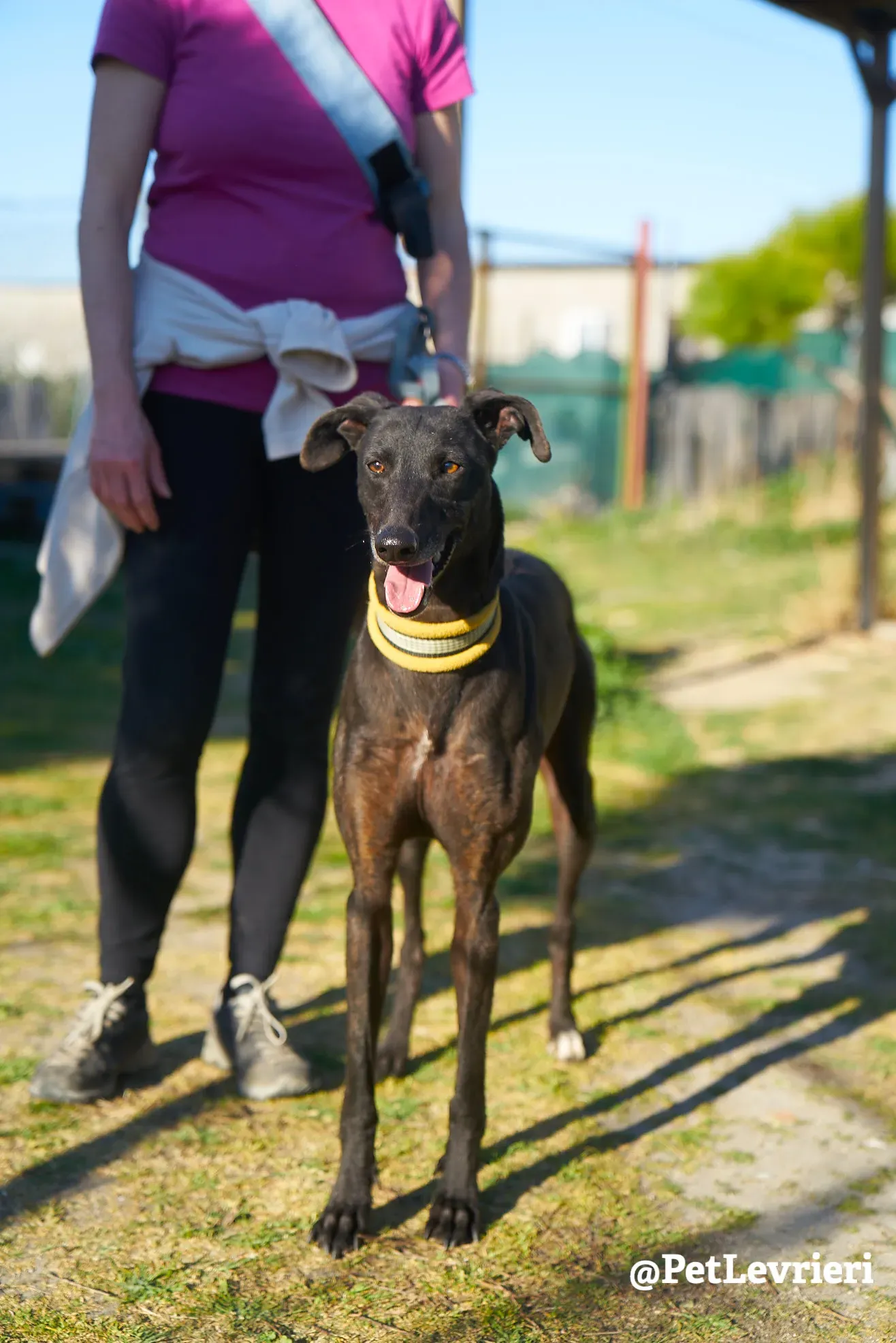 perla adozione galgo 3