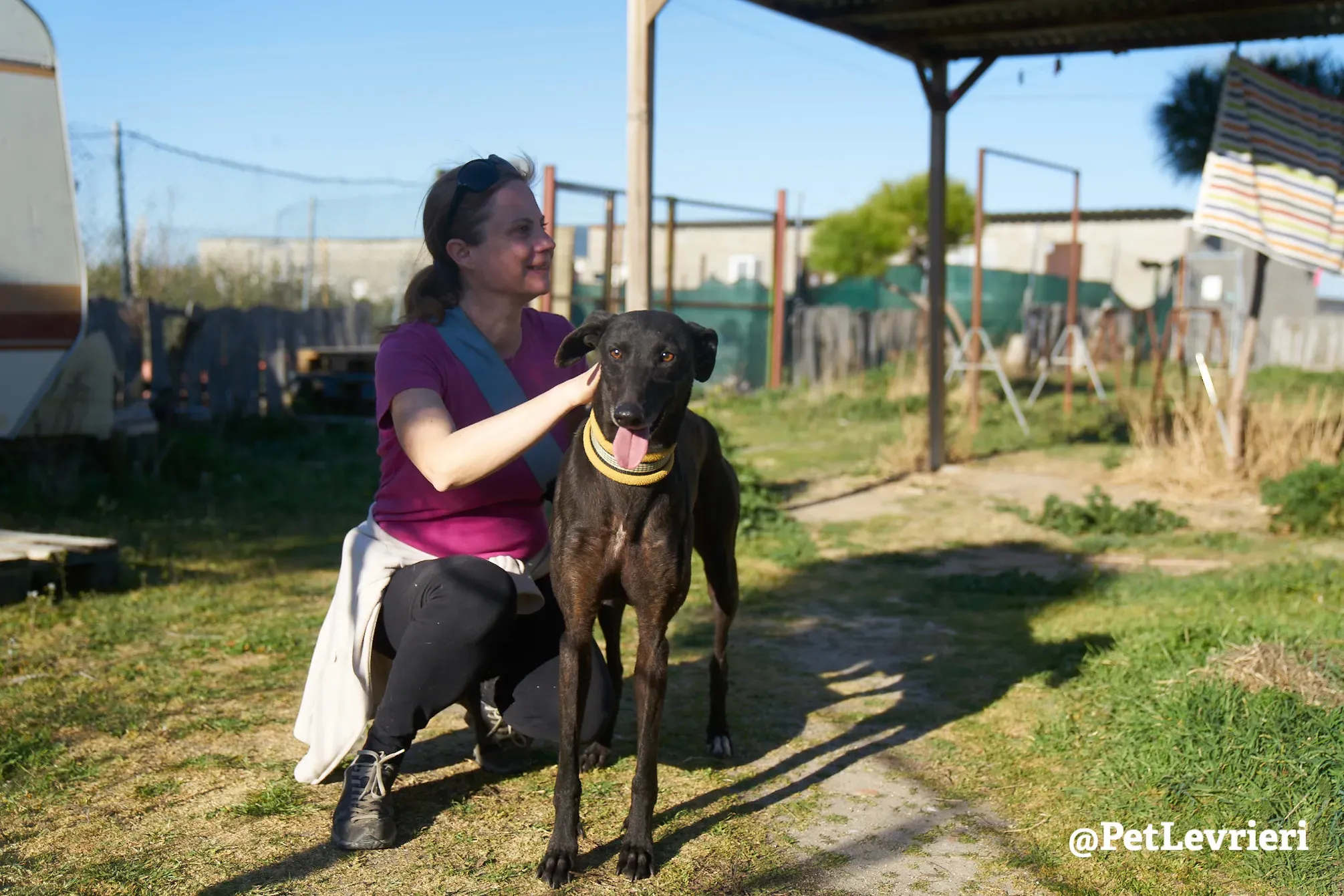 perla adozione galgo 5