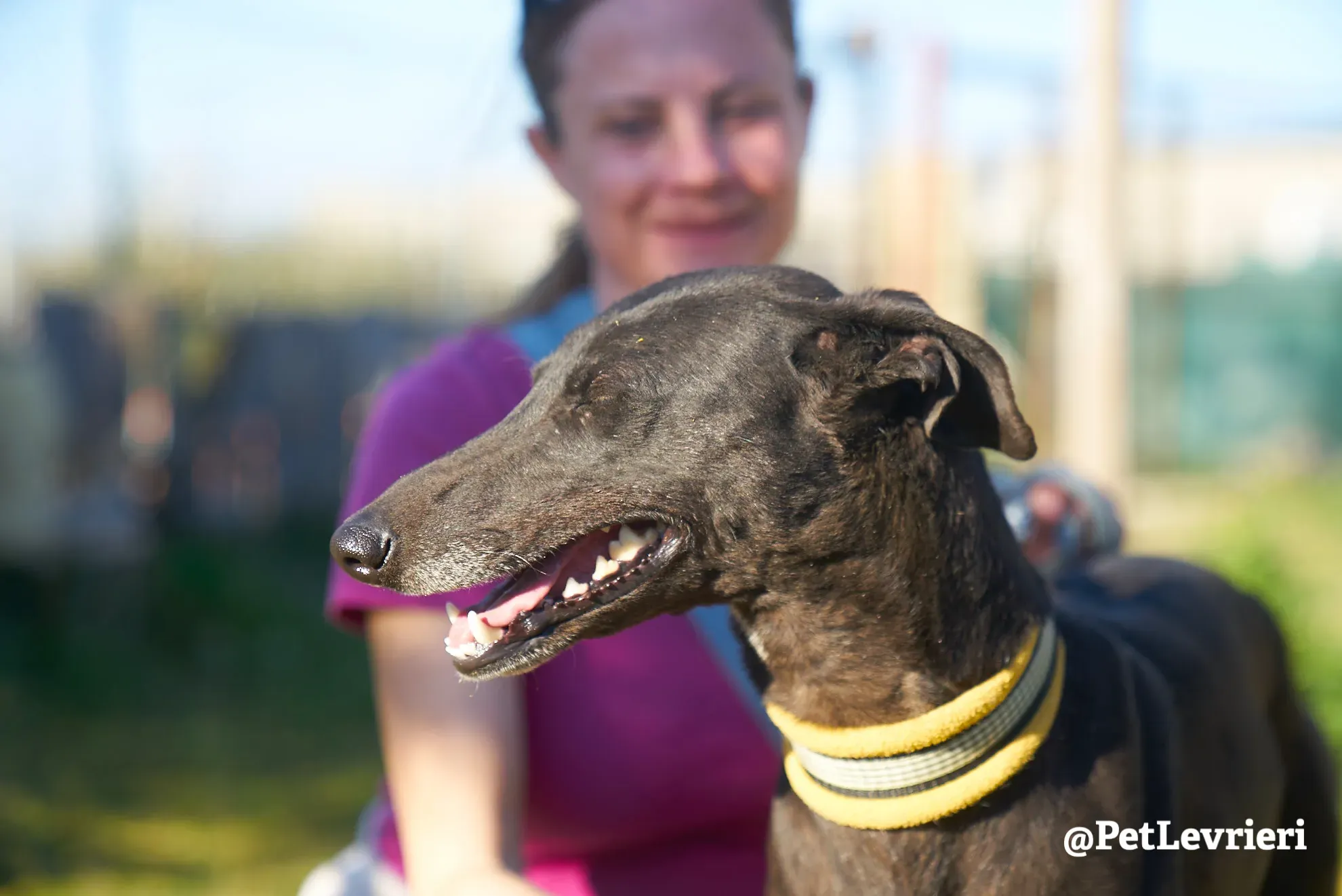 perla adozione galgo 6