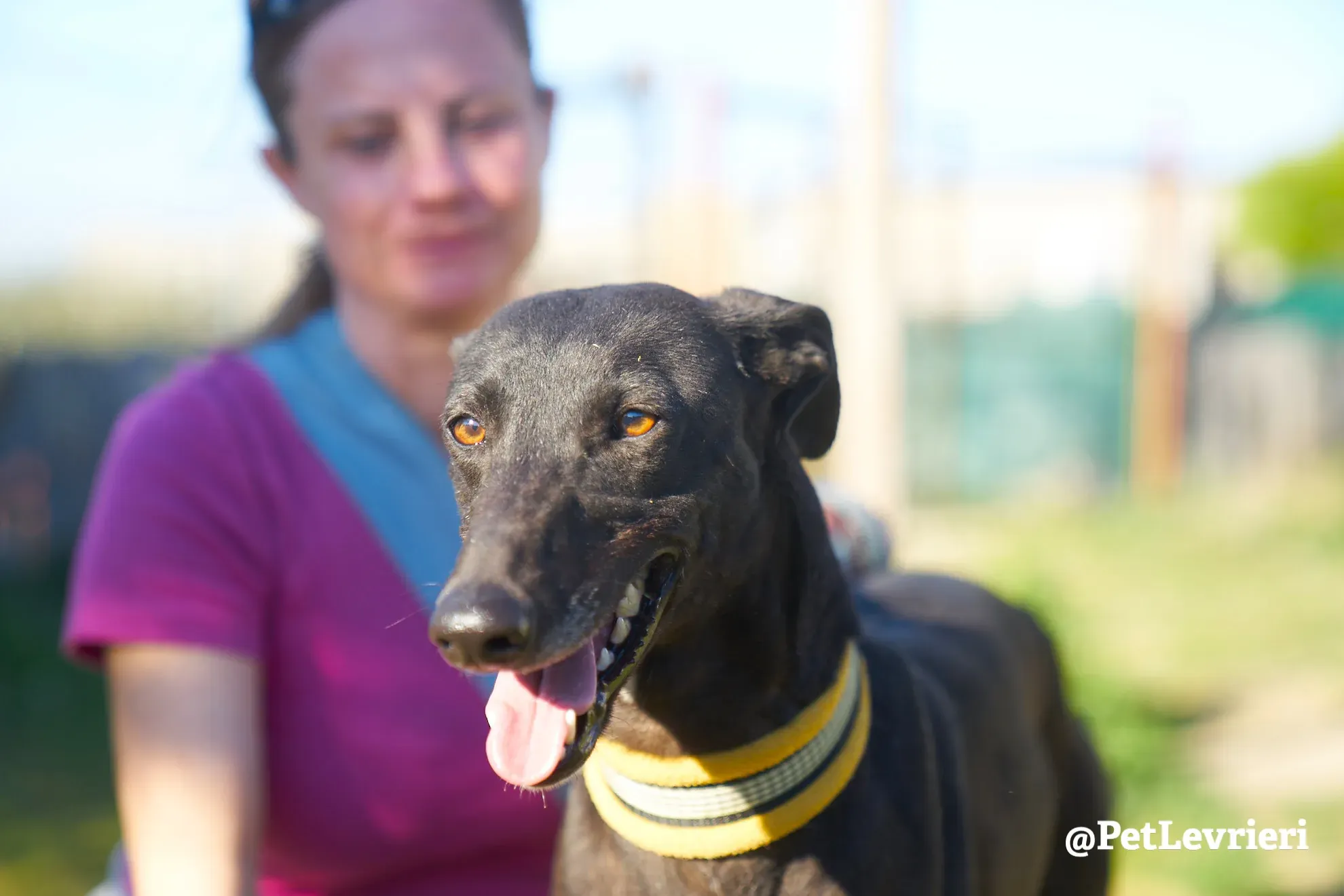 perla adozione galgo 7