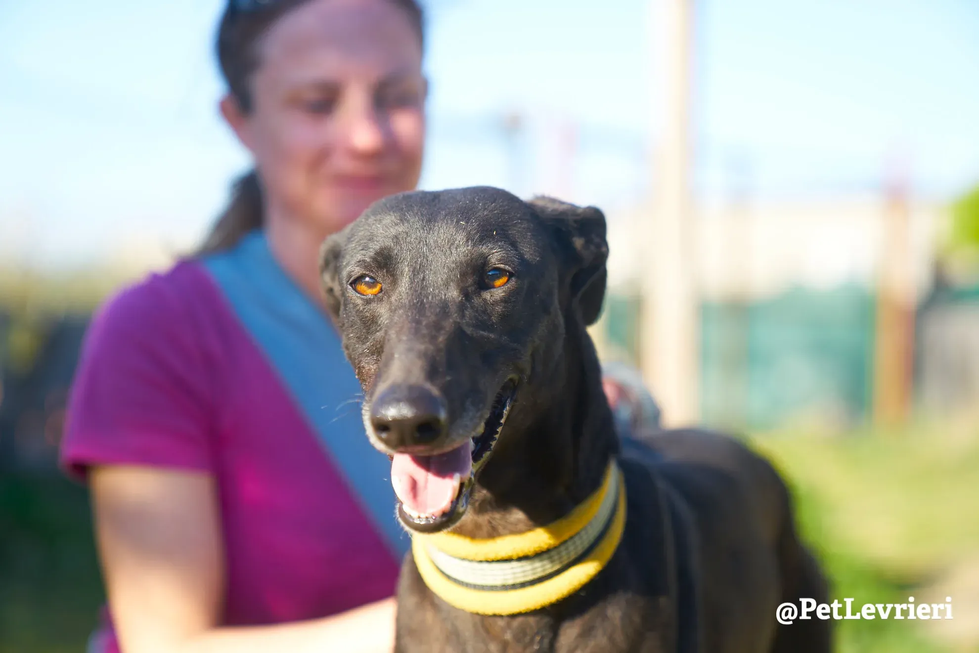 perla adozione galgo 9