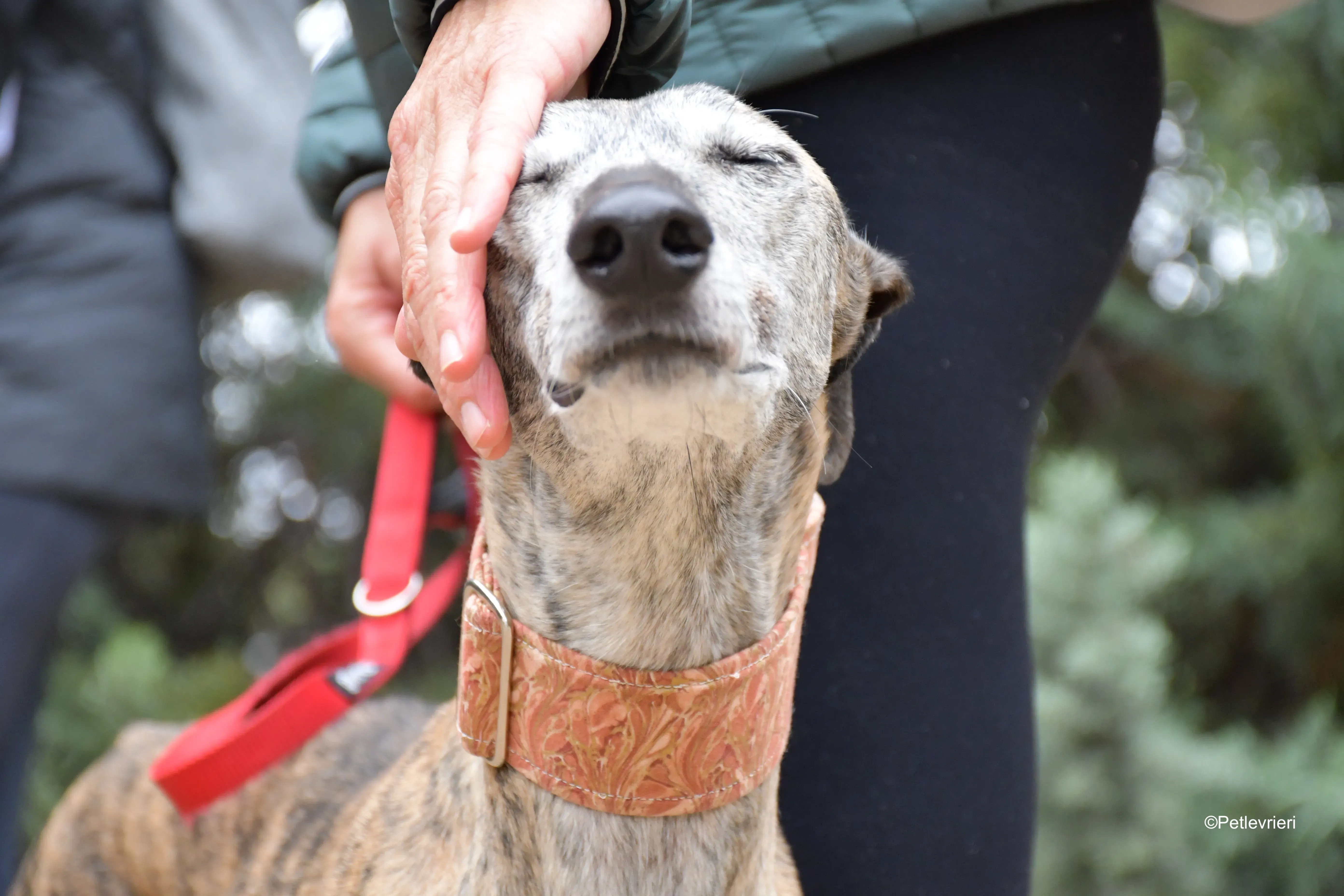 perla adozione levrieri galgo 1