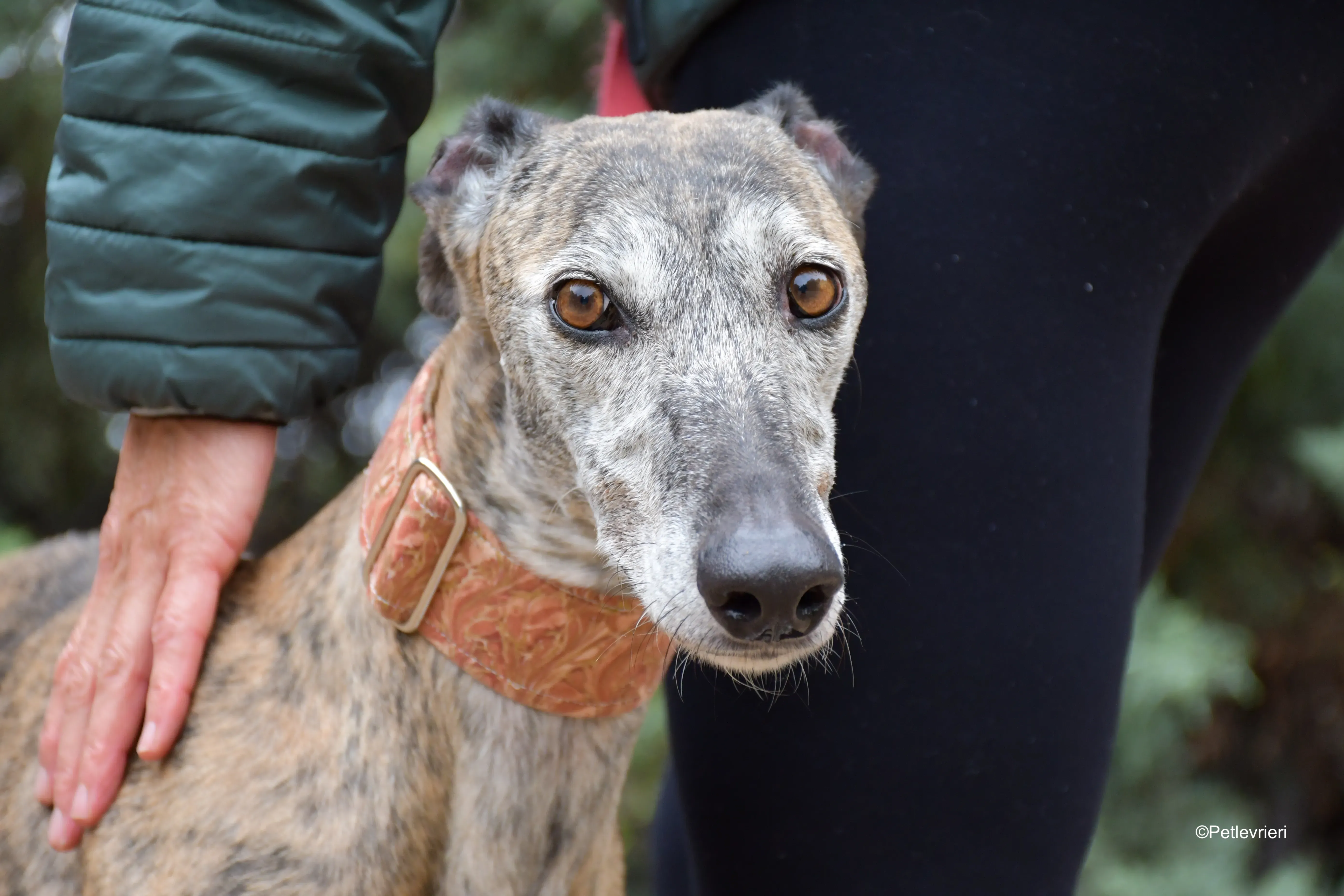 perla adozione levrieri galgo 10