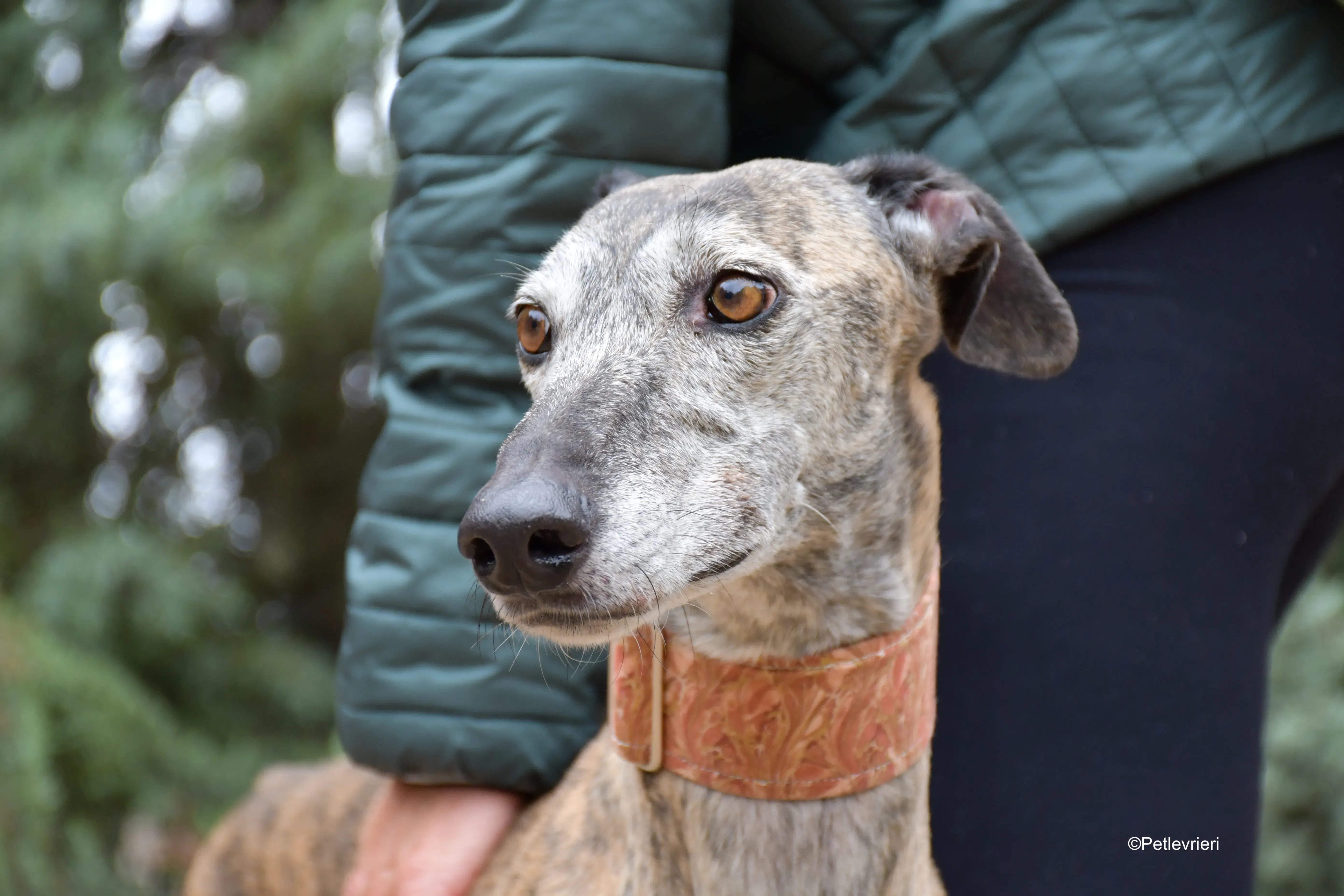 perla adozione levrieri galgo 11