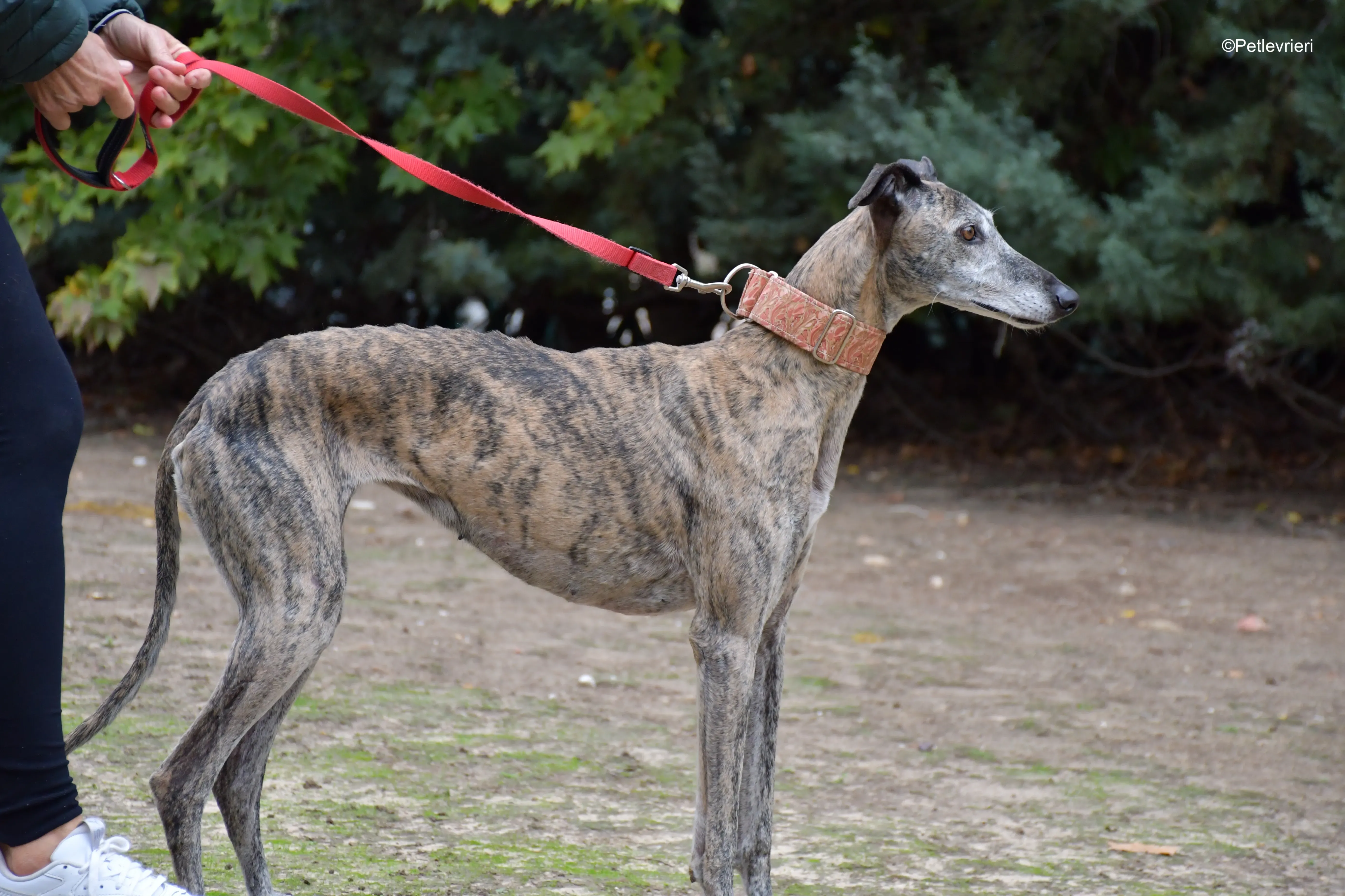 perla adozione levrieri galgo 12