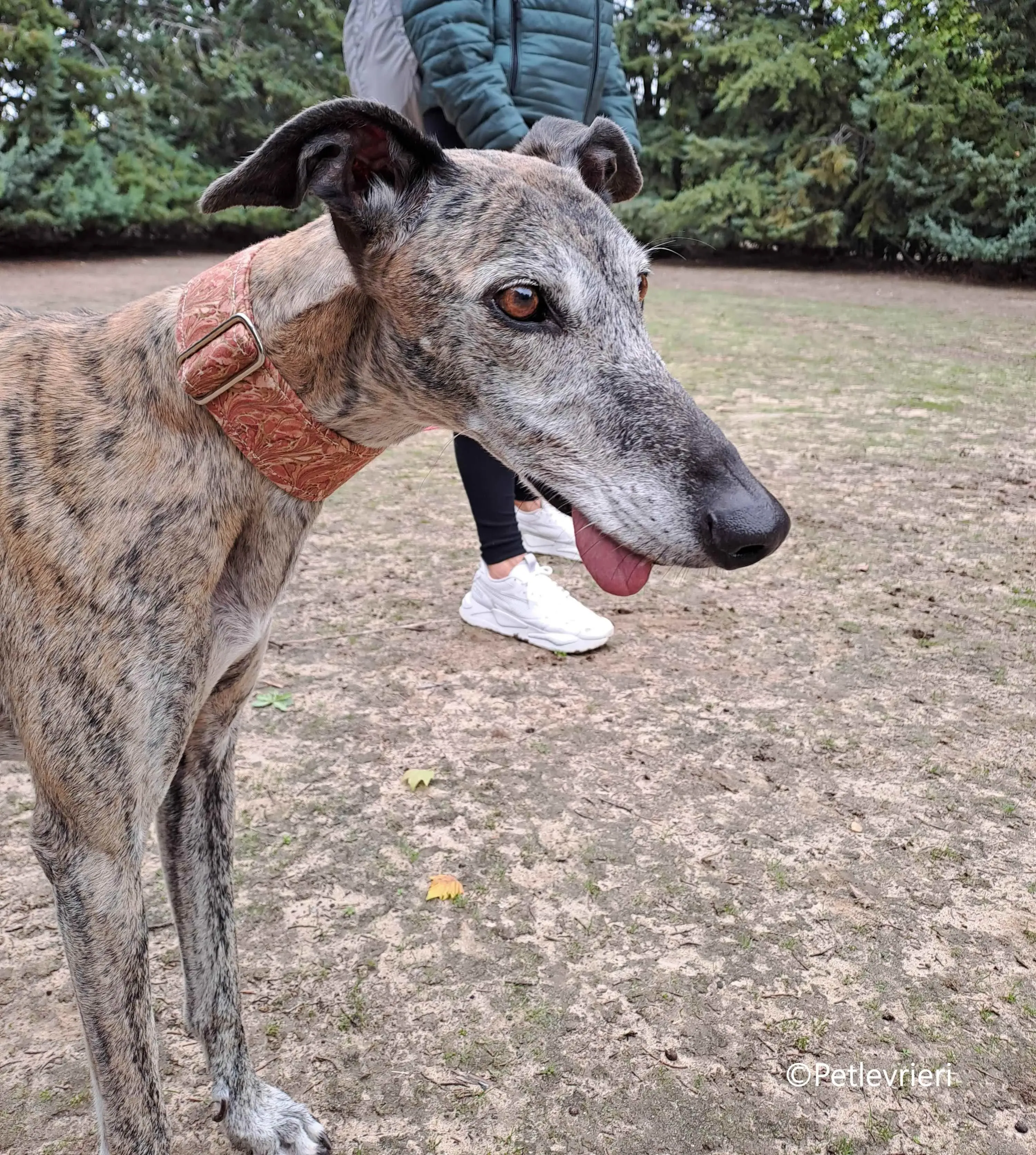 perla adozione levrieri galgo 13