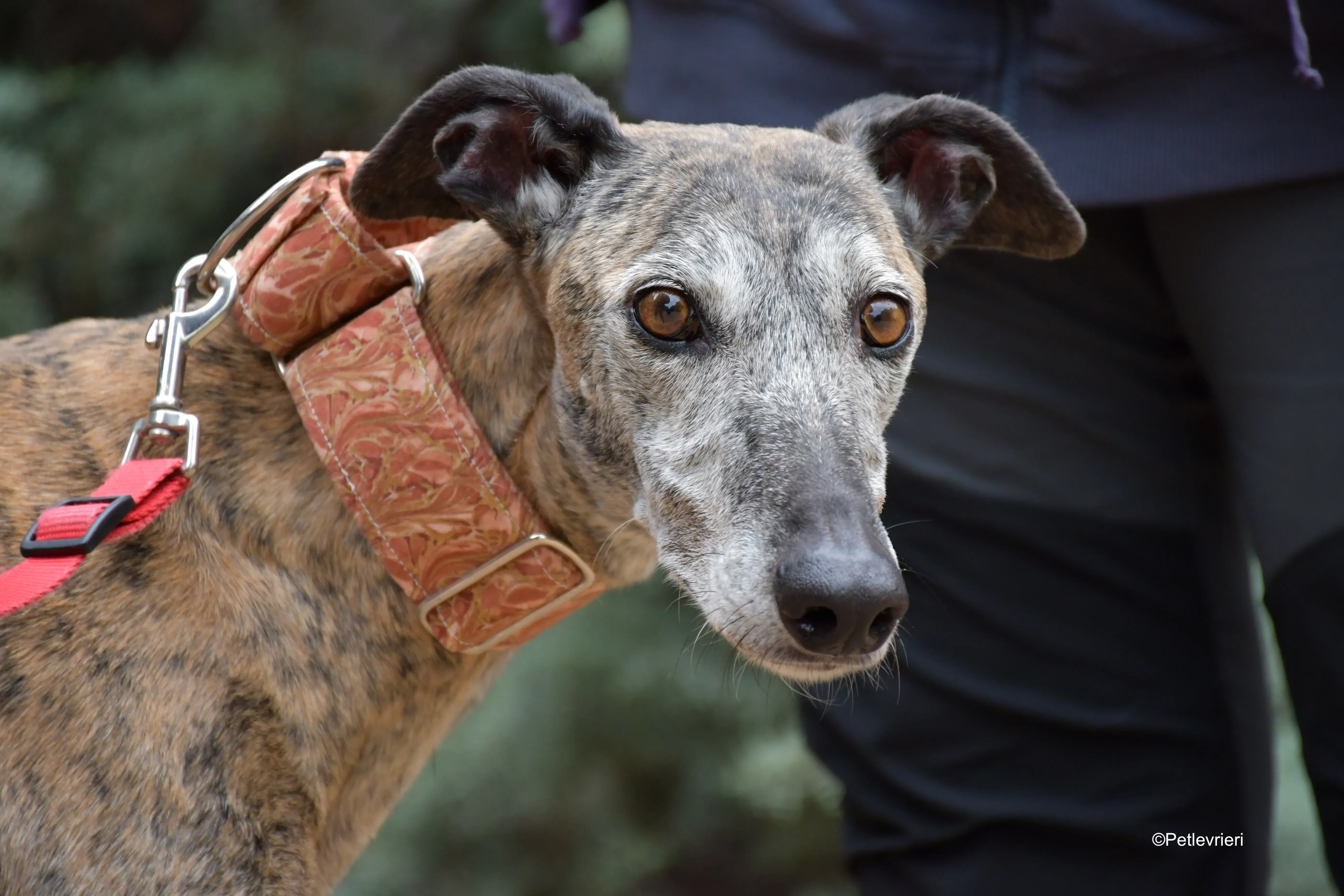 perla adozione levrieri galgo 2