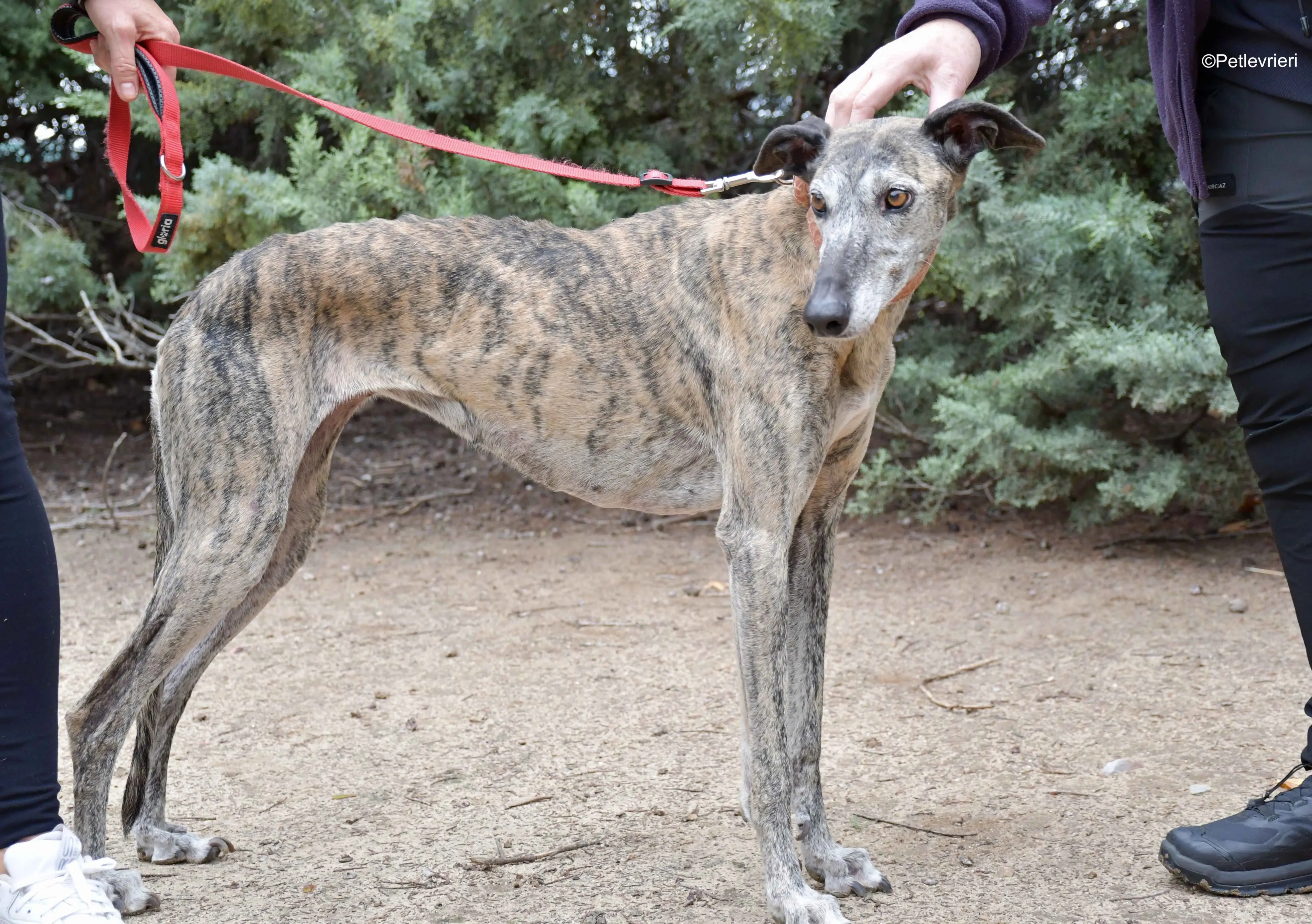 perla adozione levrieri galgo 3 1