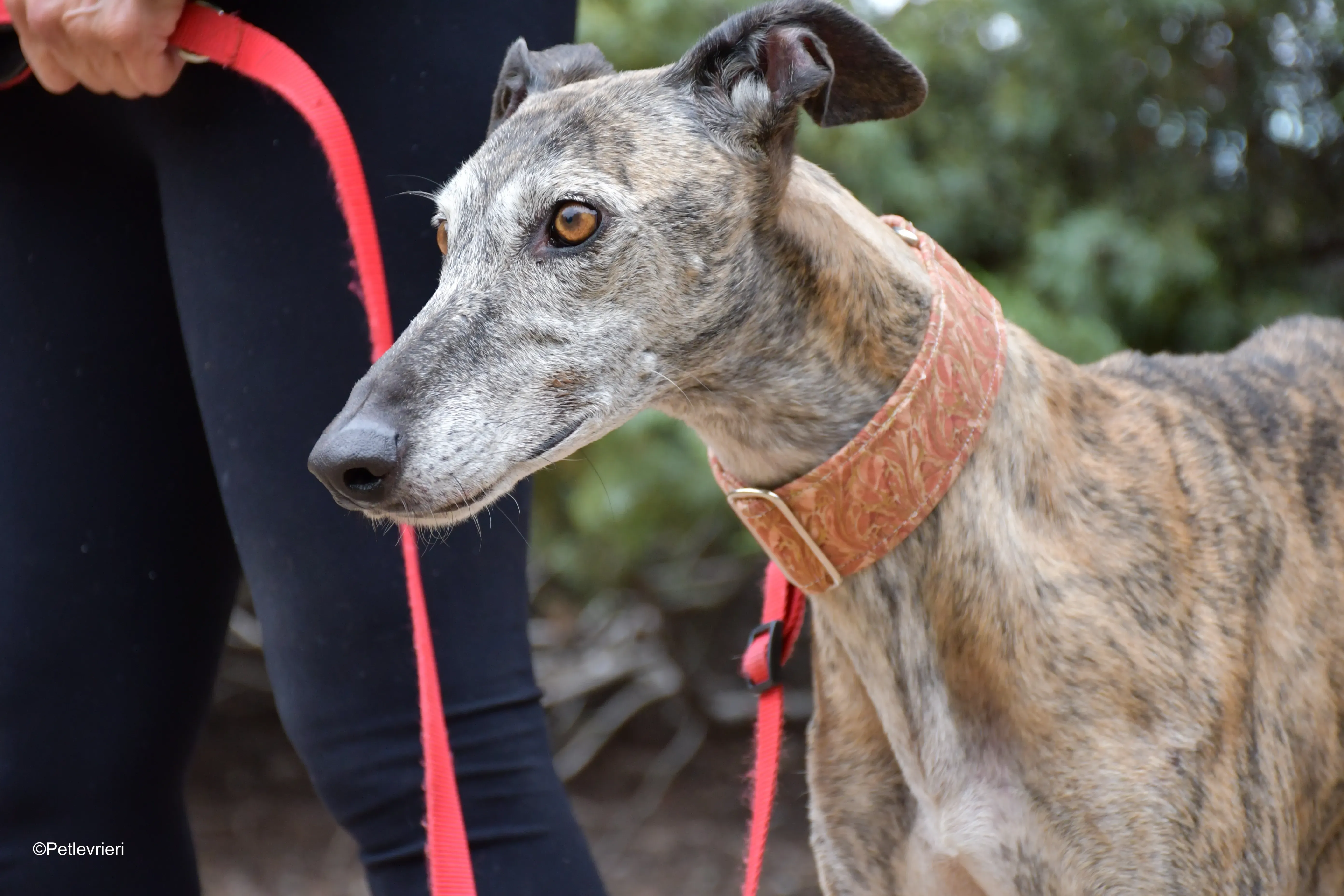 perla adozione levrieri galgo 4