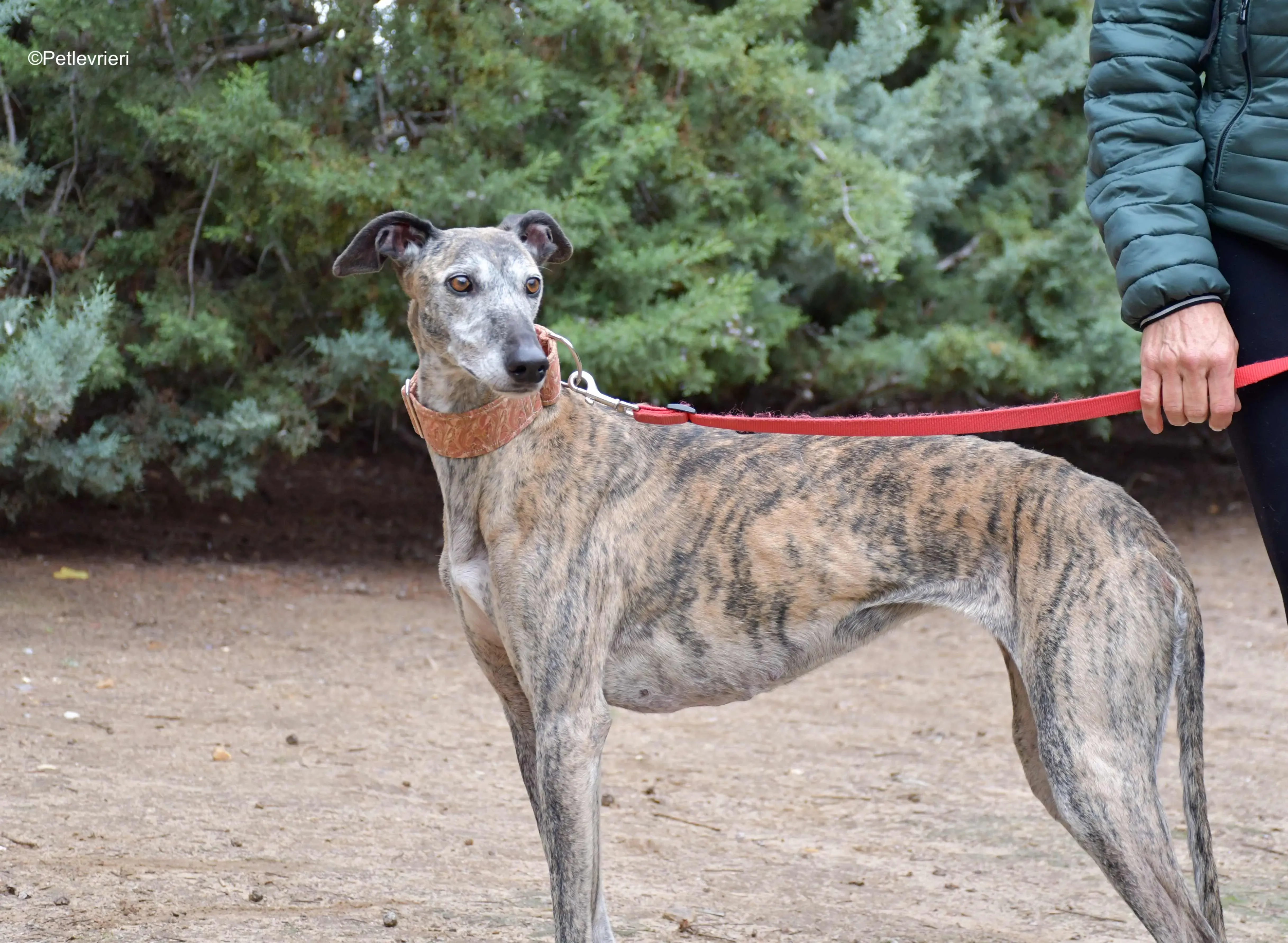 perla adozione levrieri galgo 5