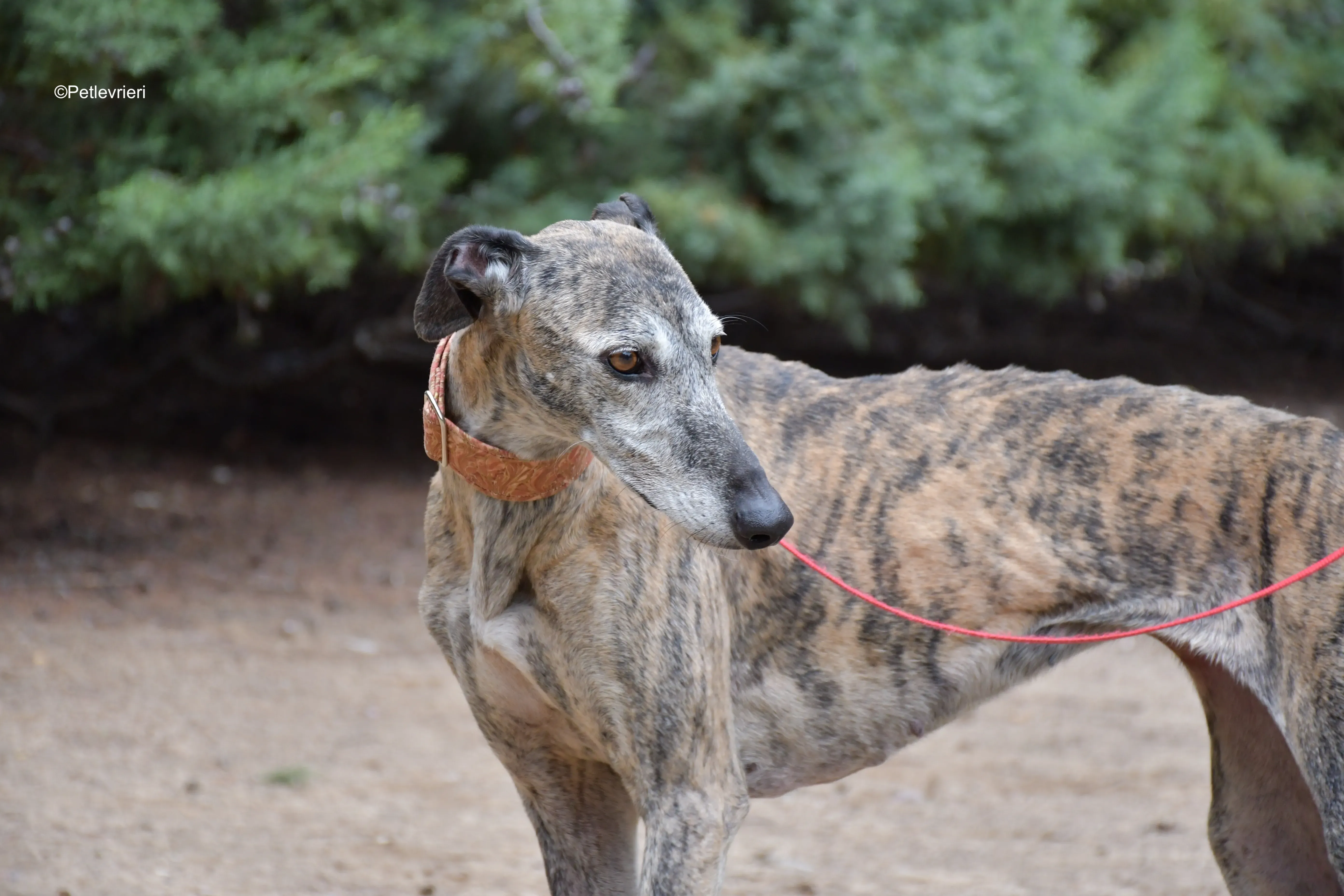 perla adozione levrieri galgo 7