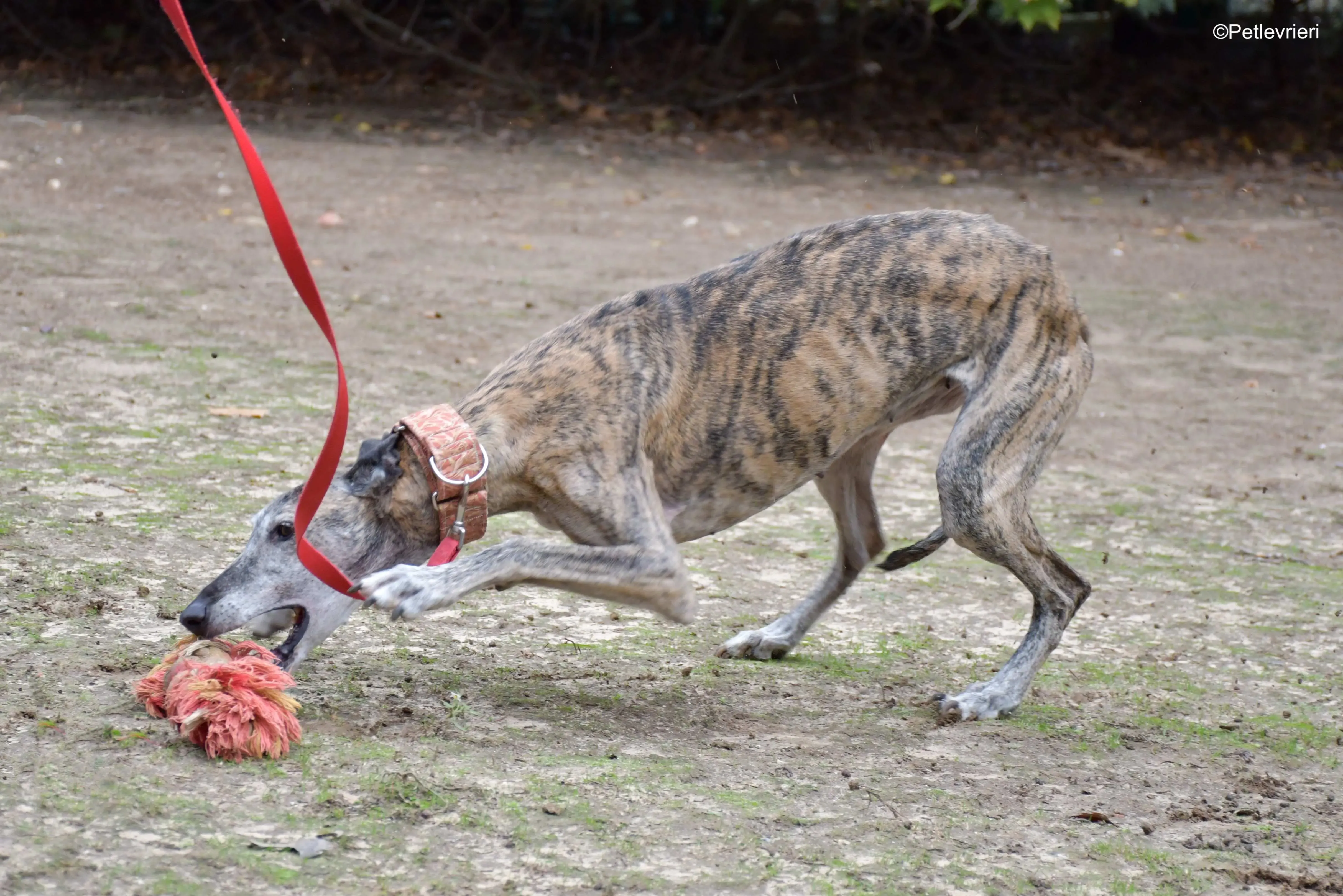 perla adozione levrieri galgo 8