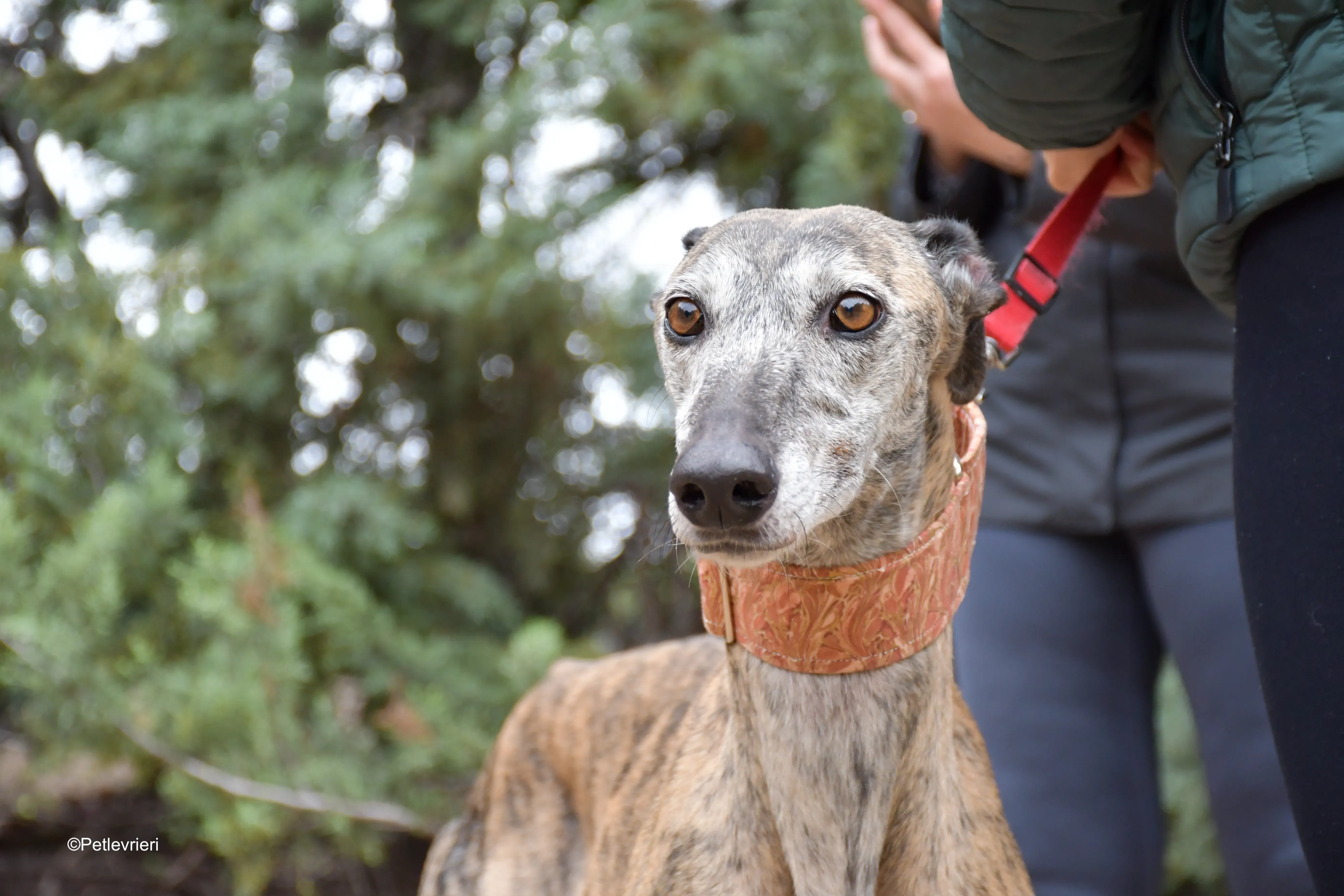 perla adozione levrieri galgo 9 2