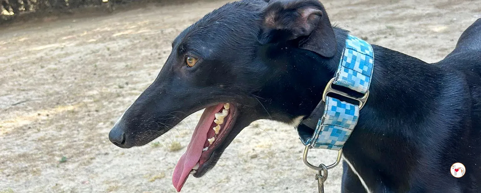 perla galgo adozione 00 copertina b