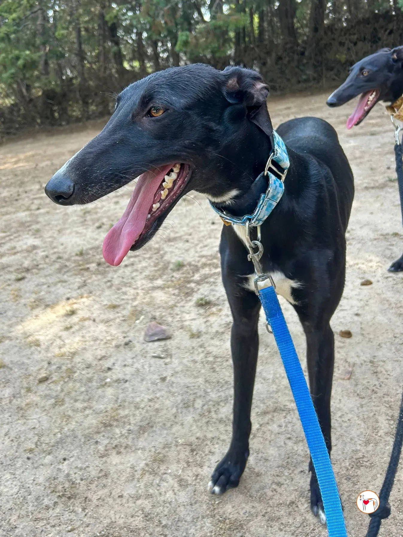 perla galgo adozione 01