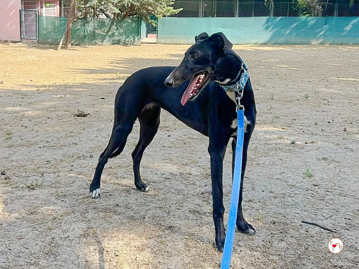 perla galgo adozione 02