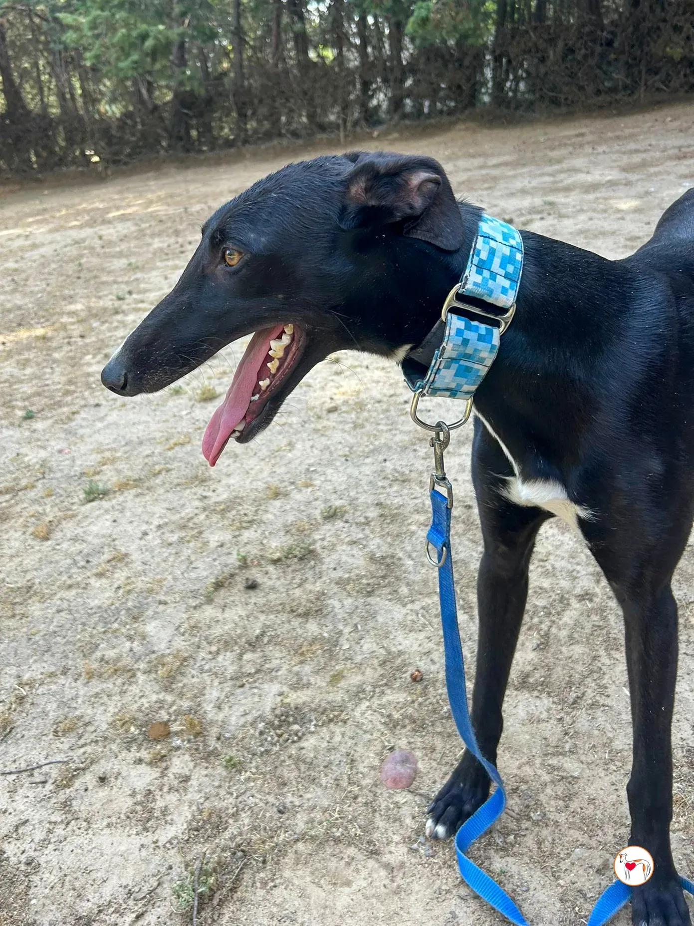 perla galgo adozione 03