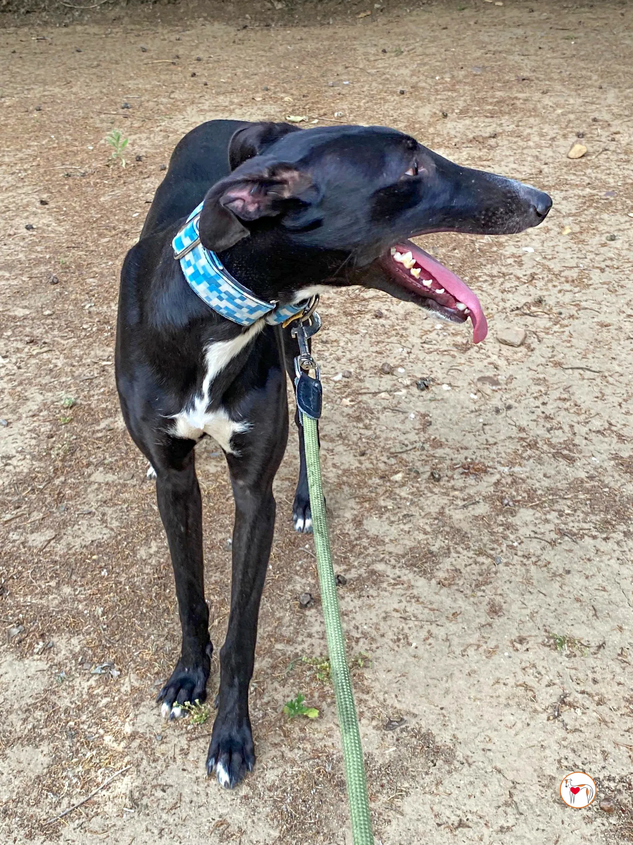 perla galgo adozione 04