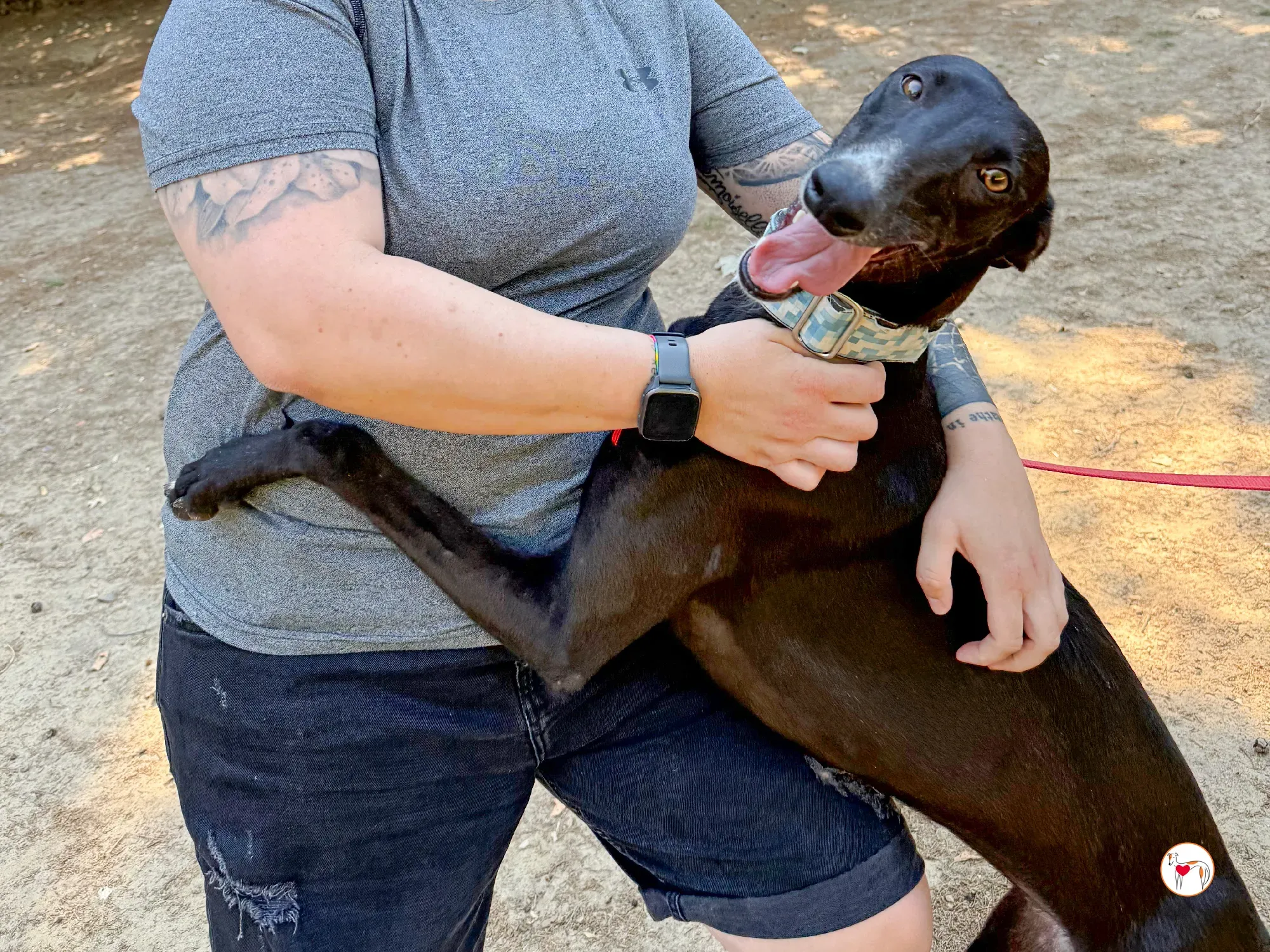 perla galgo adozione 05