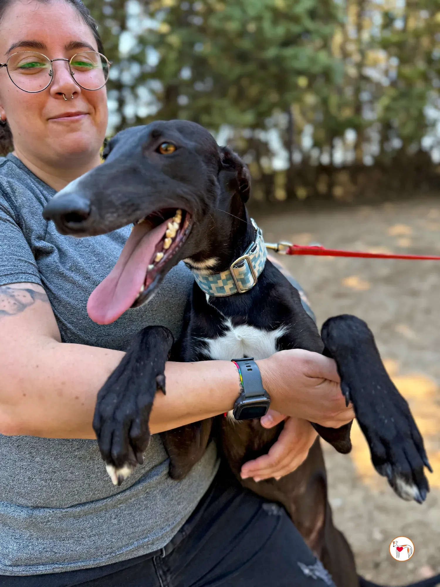 perla galgo adozione 06