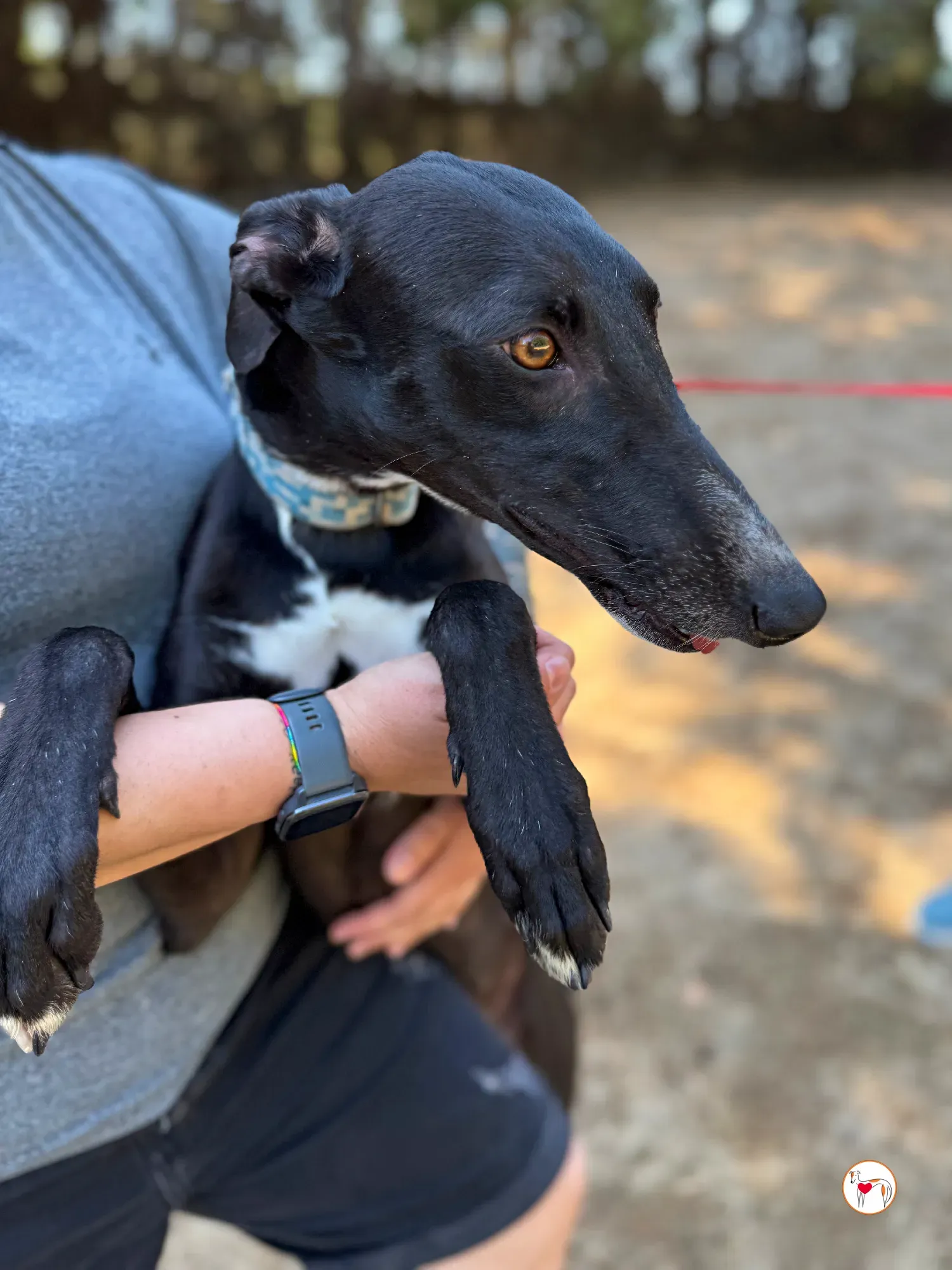 perla galgo adozione 07