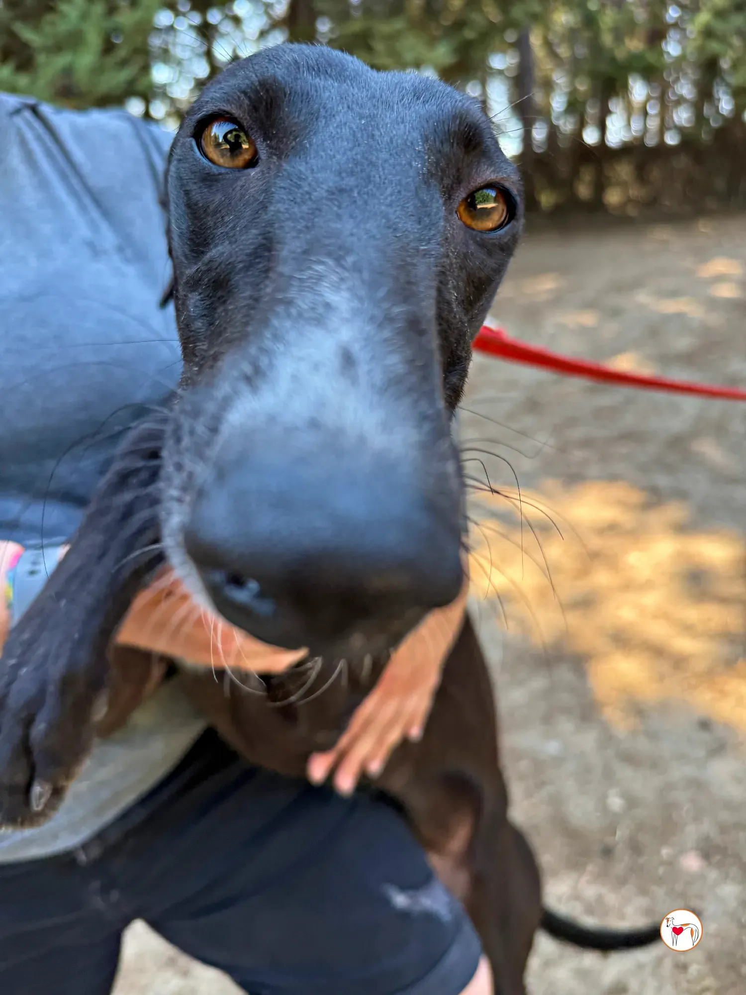 perla galgo adozione 09